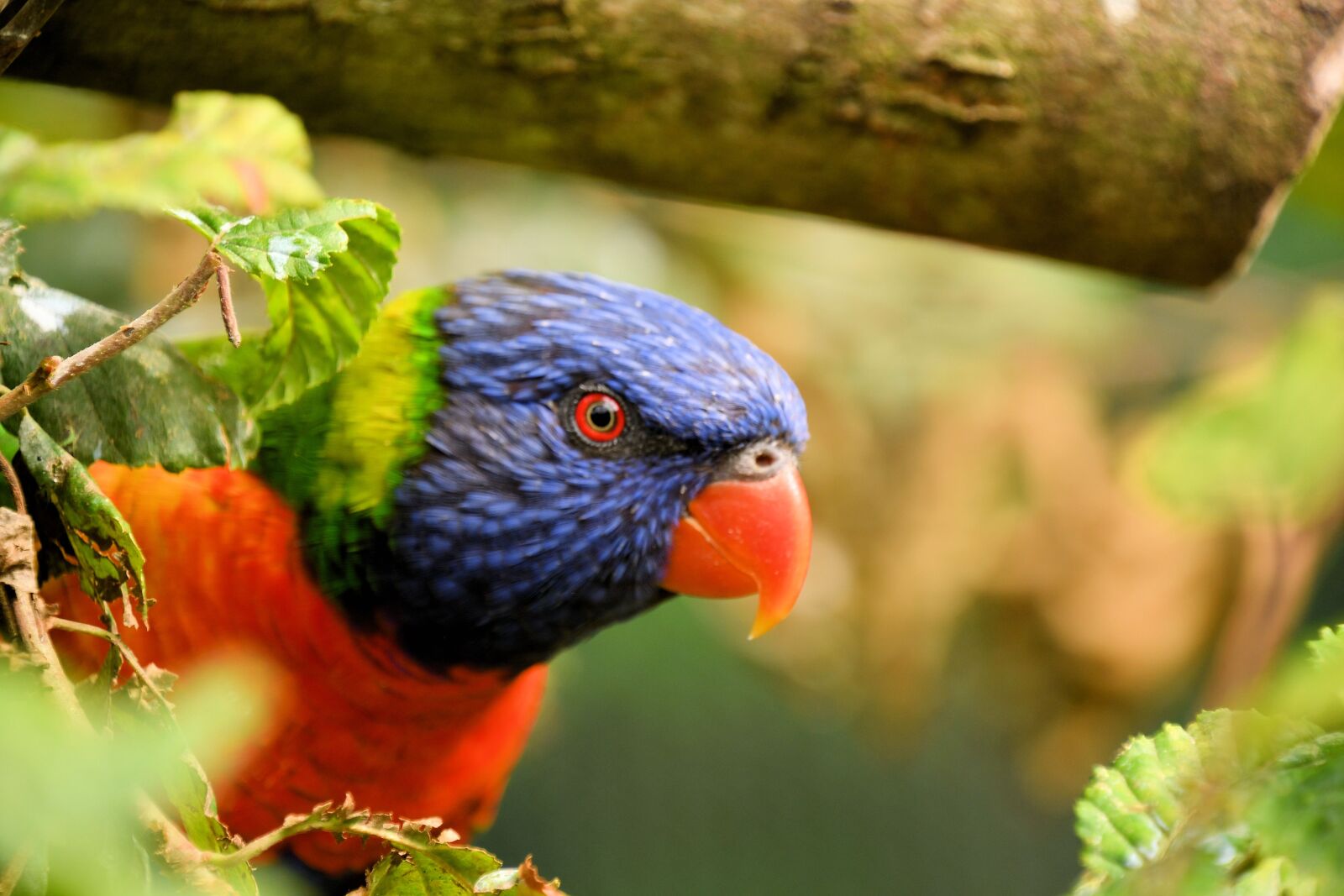Nikon D500 sample photo. Lori, colorful, bird photography