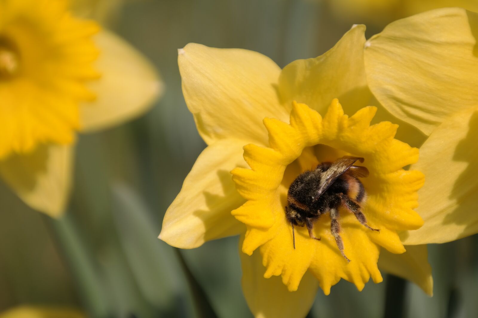 Samsung NX300 sample photo. Hummel, bee, yellow photography