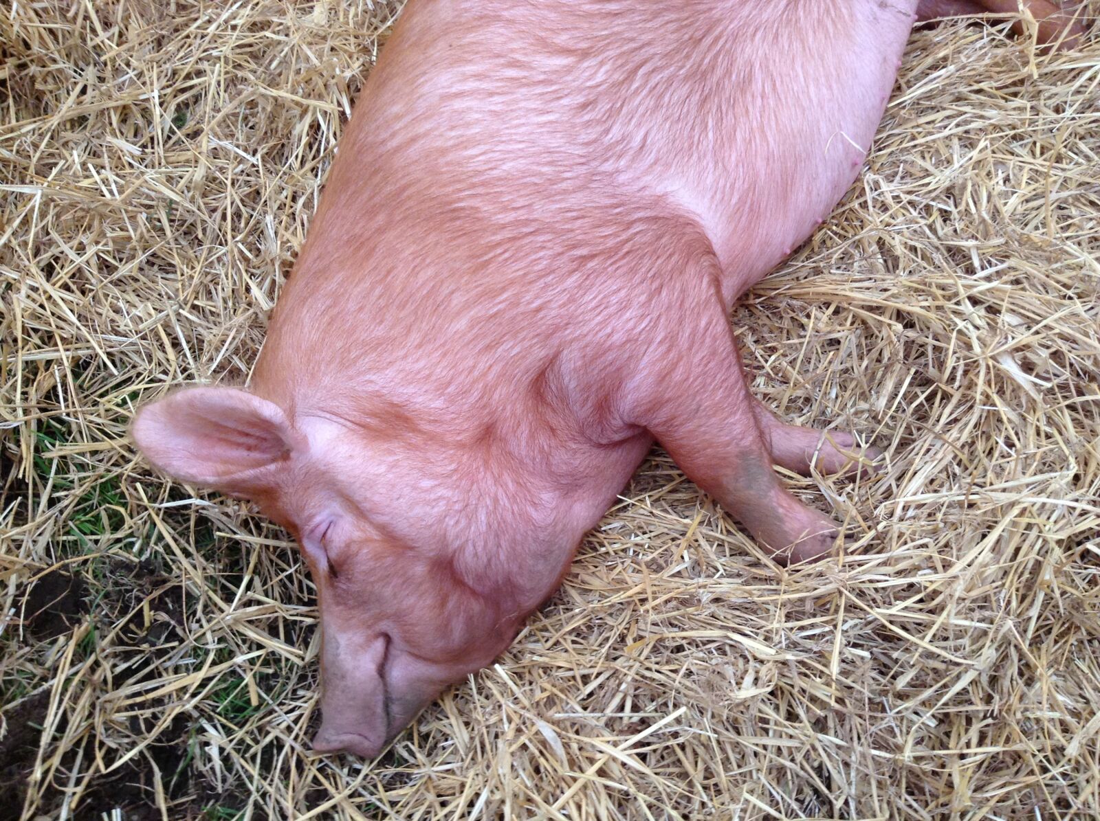 Apple iPod touch sample photo. Pig, sow, farm photography