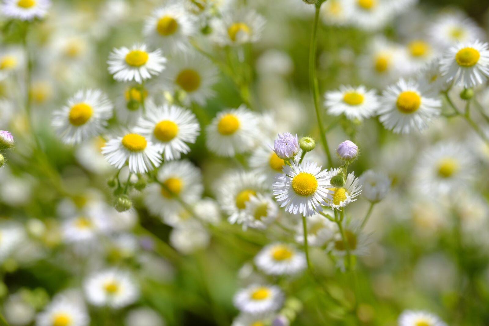 Fujifilm X-T2 + Fujifilm XF 80mm F2.8 R LM OIS WR Macro sample photo. Chamomile, medicinal plant, drug photography