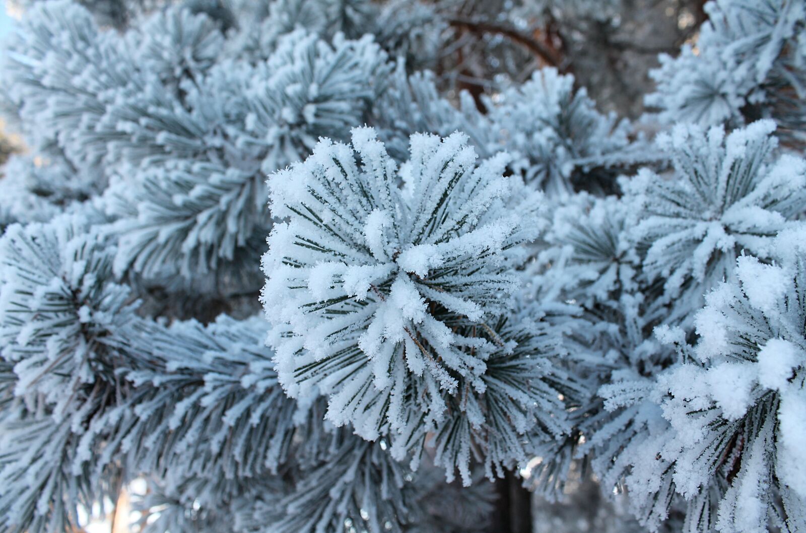 Canon EOS 1100D (EOS Rebel T3 / EOS Kiss X50) sample photo. Winter, forest, leann photography