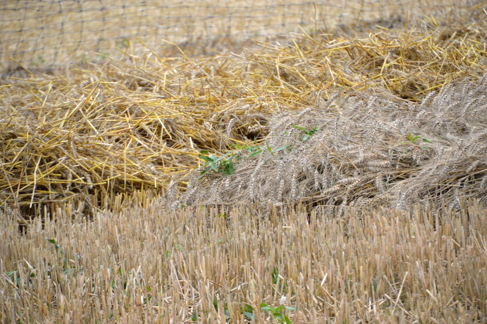 Nikon D3200 sample photo. Culture, wheat, oats photography