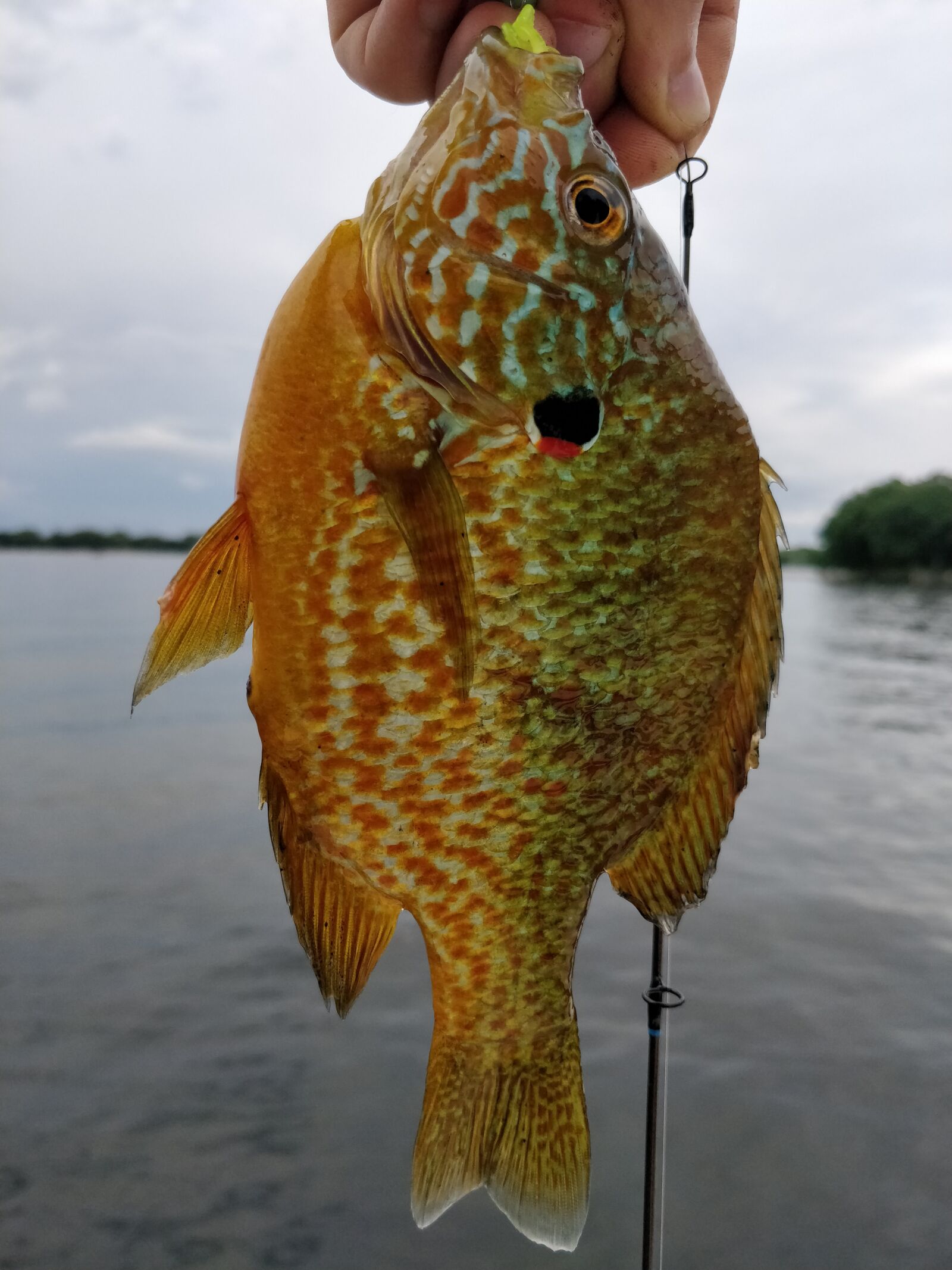 OnePlus A5000 sample photo. Fish, lake, fishing photography