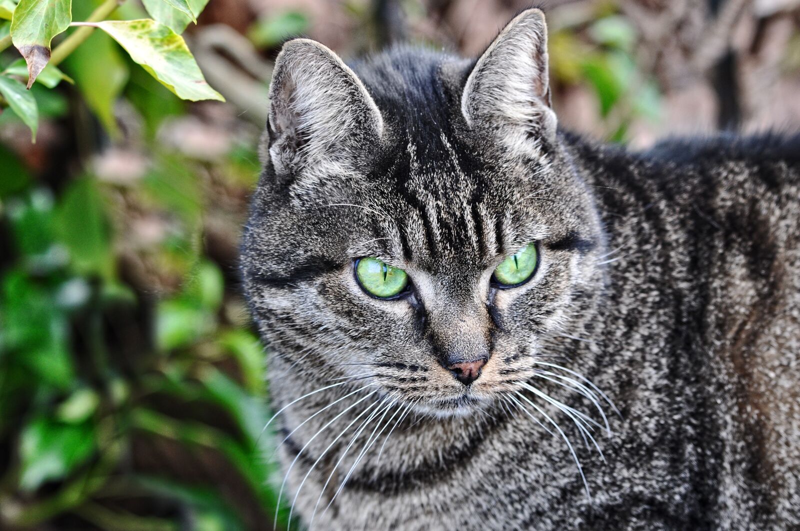 Nikon D90 sample photo. Cat, tabby, animal photography