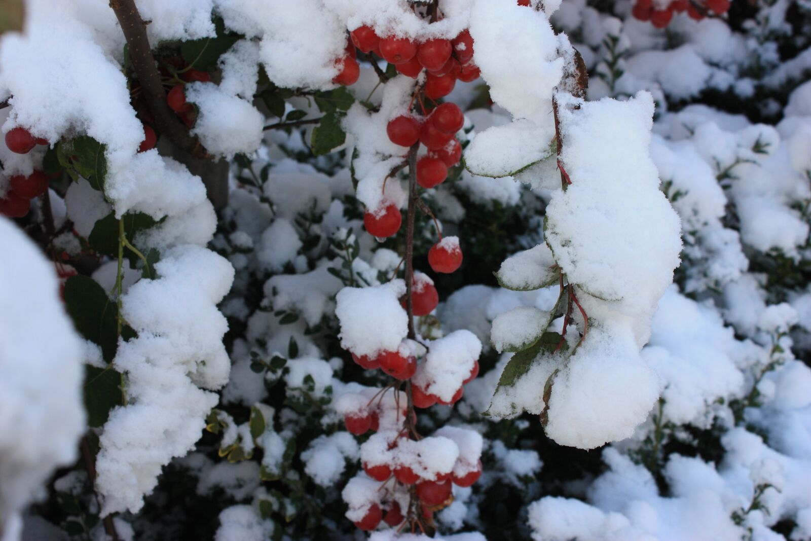 Canon EOS 450D (EOS Rebel XSi / EOS Kiss X2) sample photo. Christmas, red, berry red photography