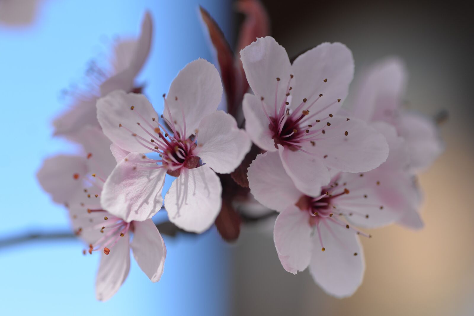 Nikon D610 sample photo. Flowers, spring, bloom photography