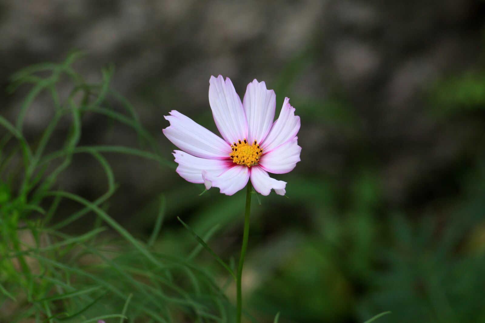Canon EOS 50D sample photo. Cosmos, white flowers, blossom photography