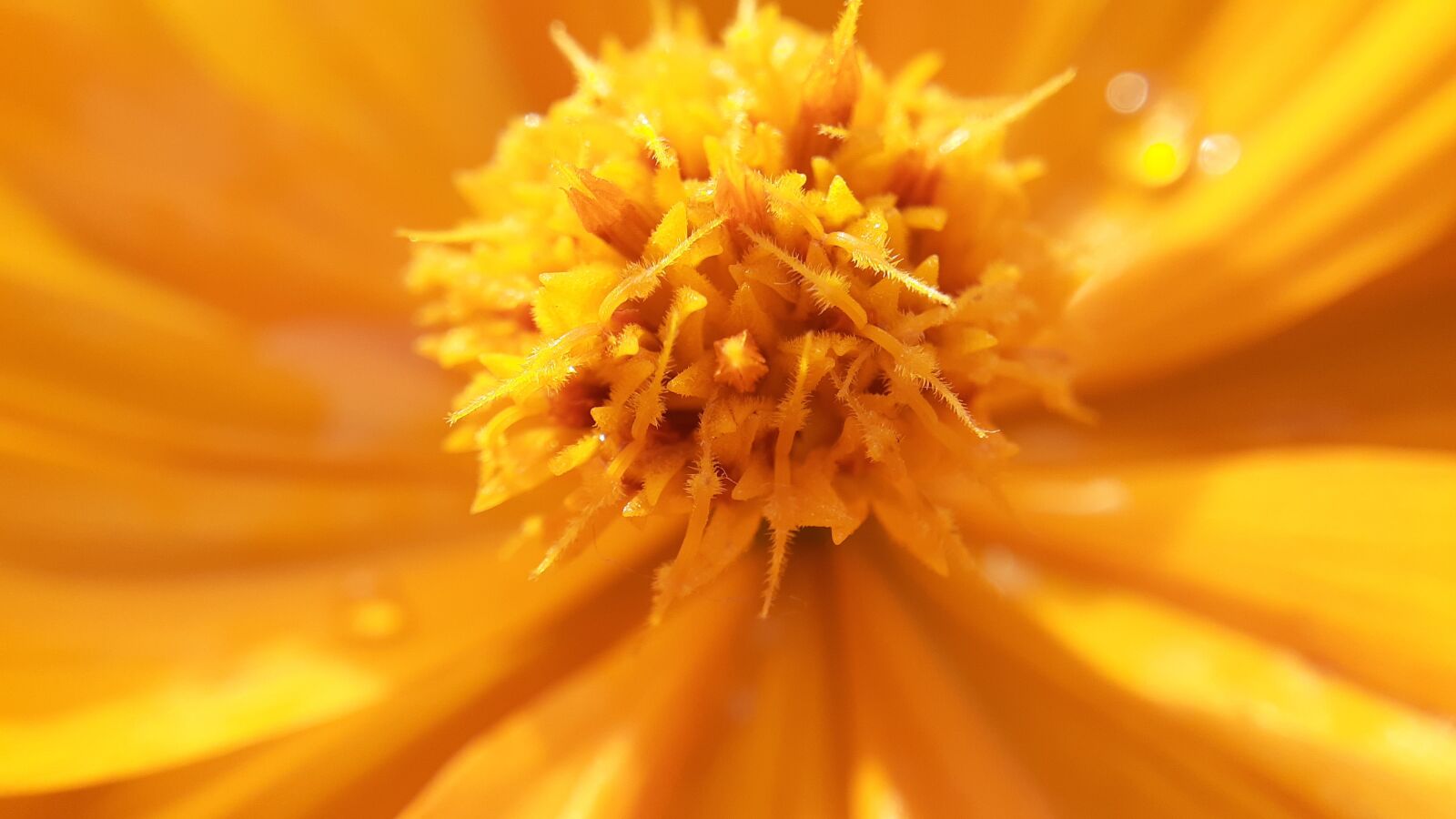 Samsung Galaxy A20 sample photo. Flower, yellow, orange photography