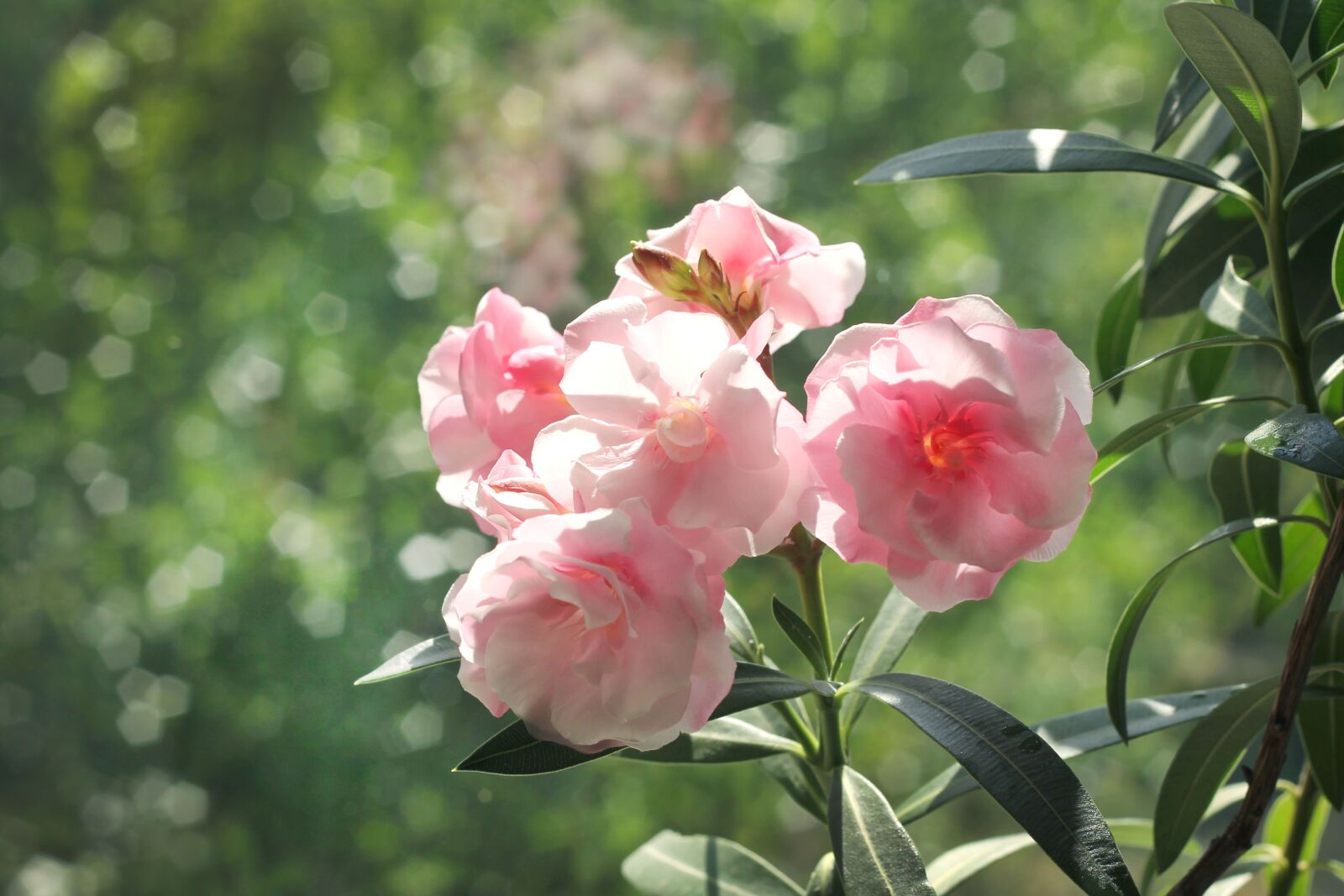 Canon EOS 1100D (EOS Rebel T3 / EOS Kiss X50) + Canon EF 50mm F1.8 II sample photo. Oleander, beautiful flower, nature photography