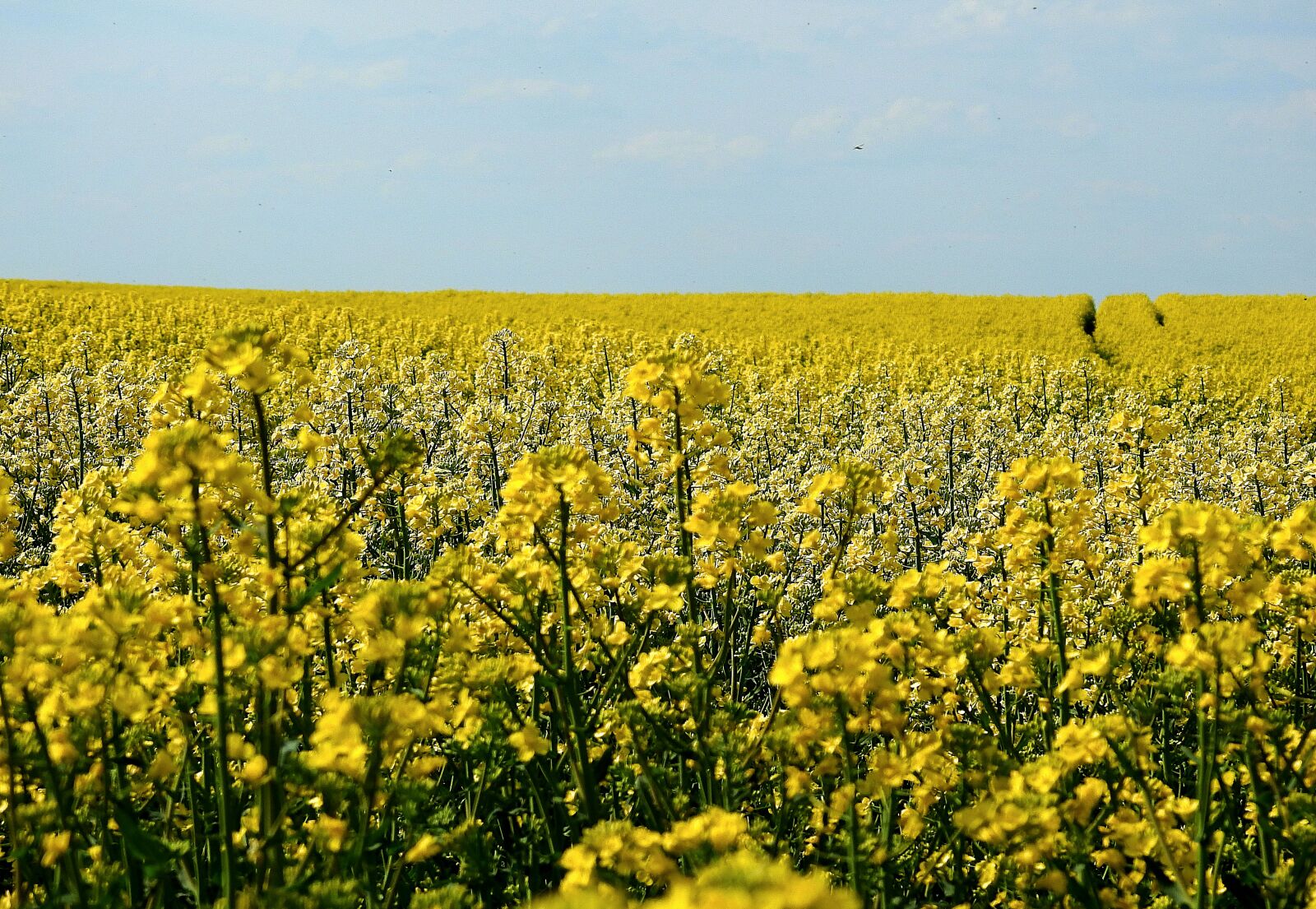 Nikon Coolpix P900 sample photo. Field, rapeseed, flowering photography