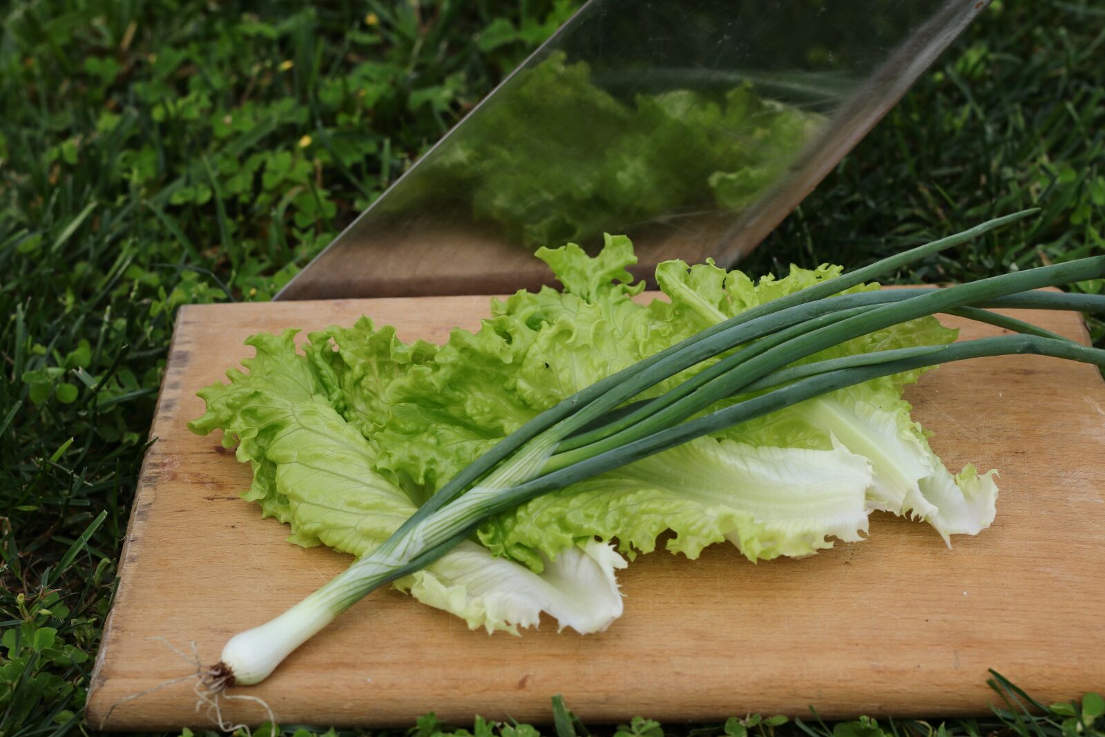 Canon EOS 77D (EOS 9000D / EOS 770D) sample photo. Vegetables, lettuce, scallion photography