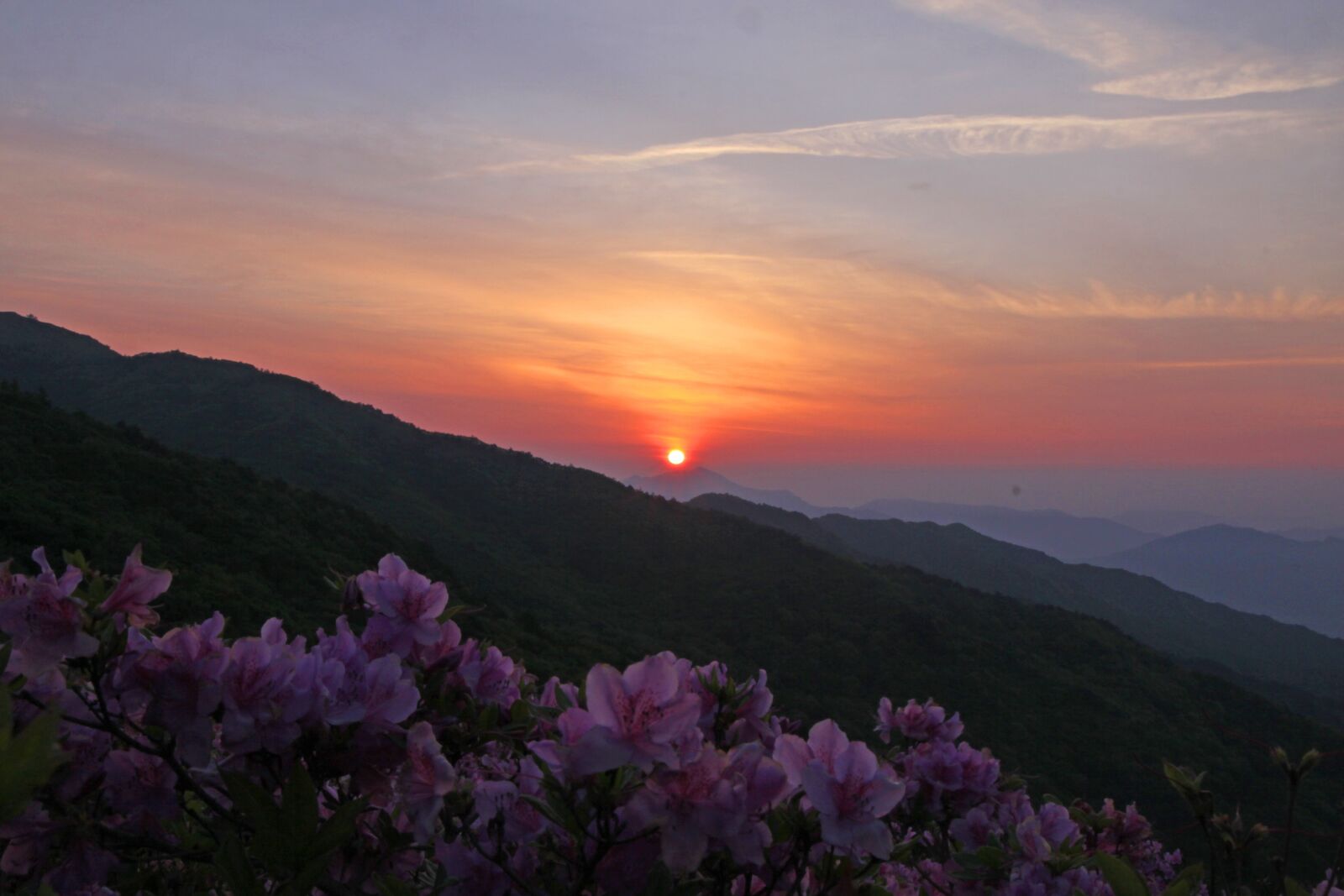 Canon EOS 50D sample photo. Sunrise, flowers, sky photography