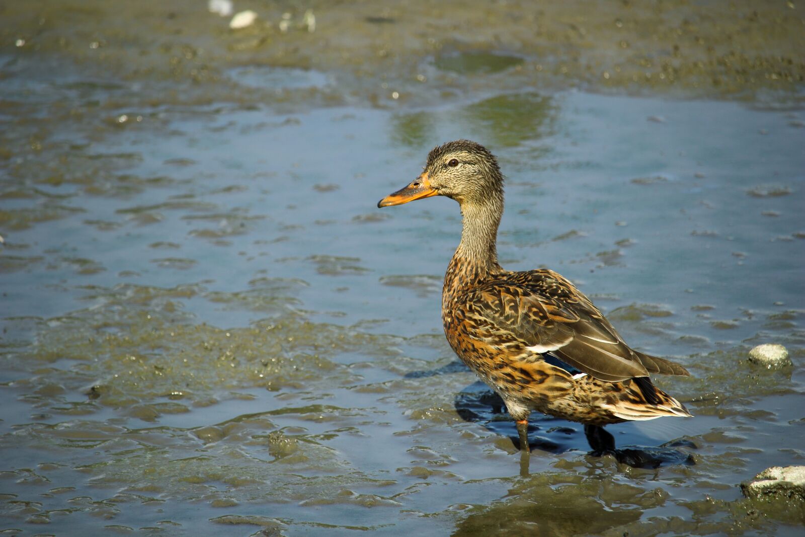 Canon EOS 100D (EOS Rebel SL1 / EOS Kiss X7) sample photo. Mallard, duck, water bird photography