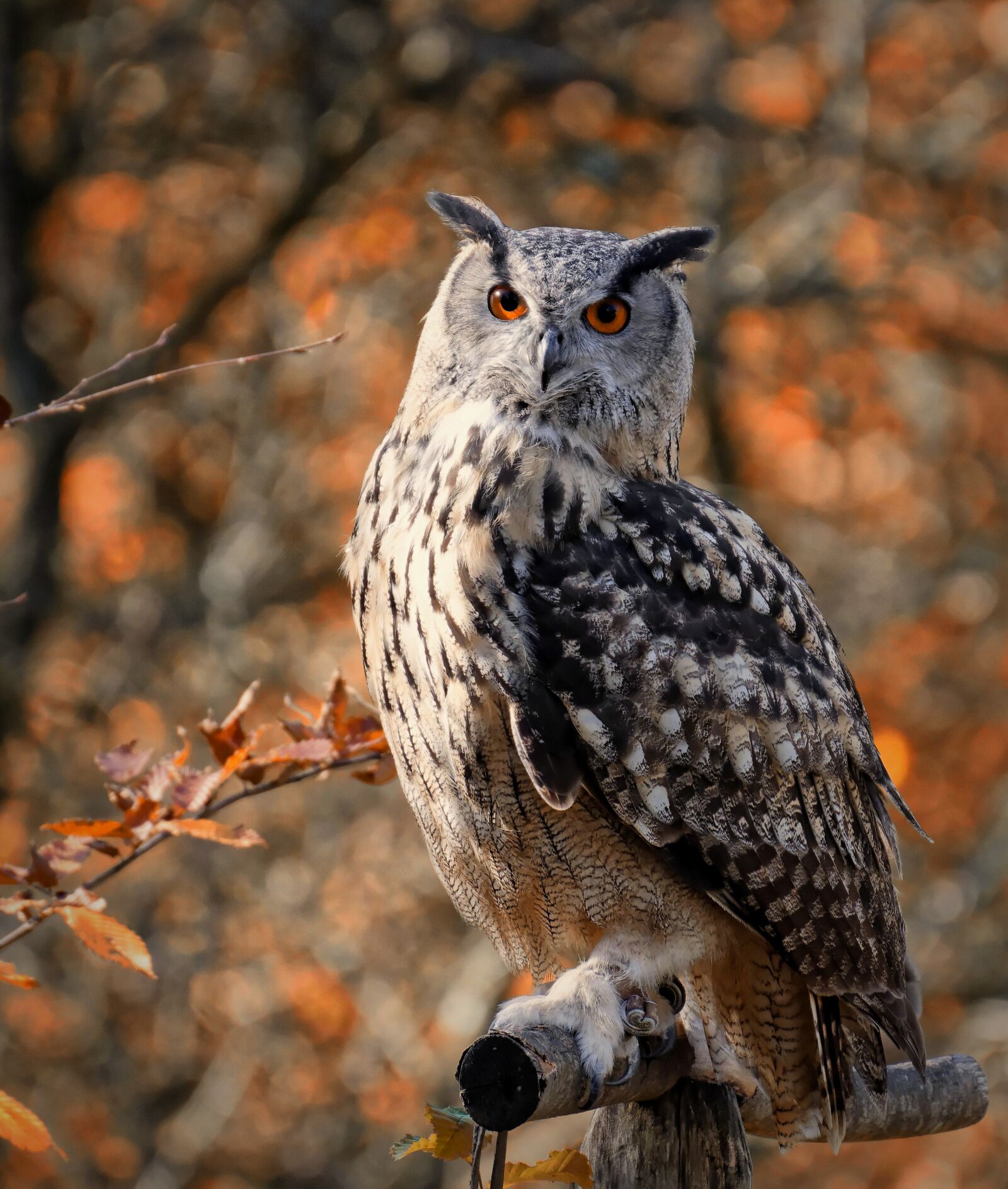 Nikon D7200 sample photo. Owl, bird, feather photography