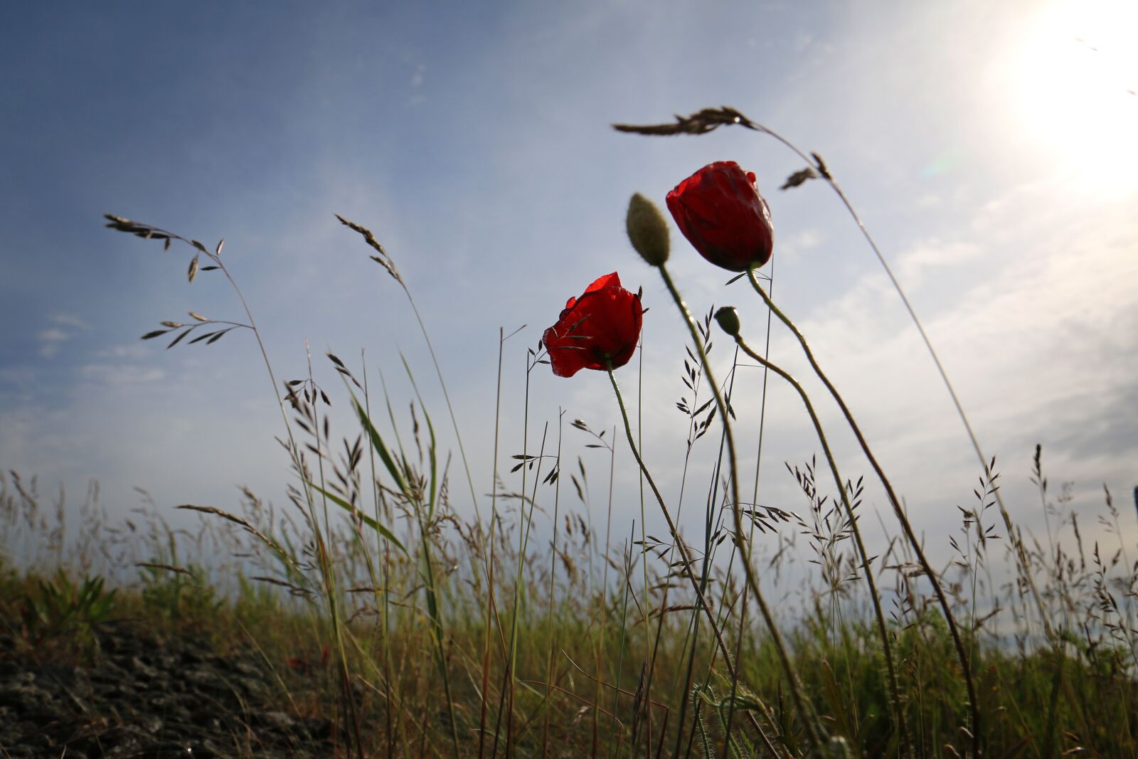 Canon EOS 70D sample photo. Poppy, backlighting, grasses photography