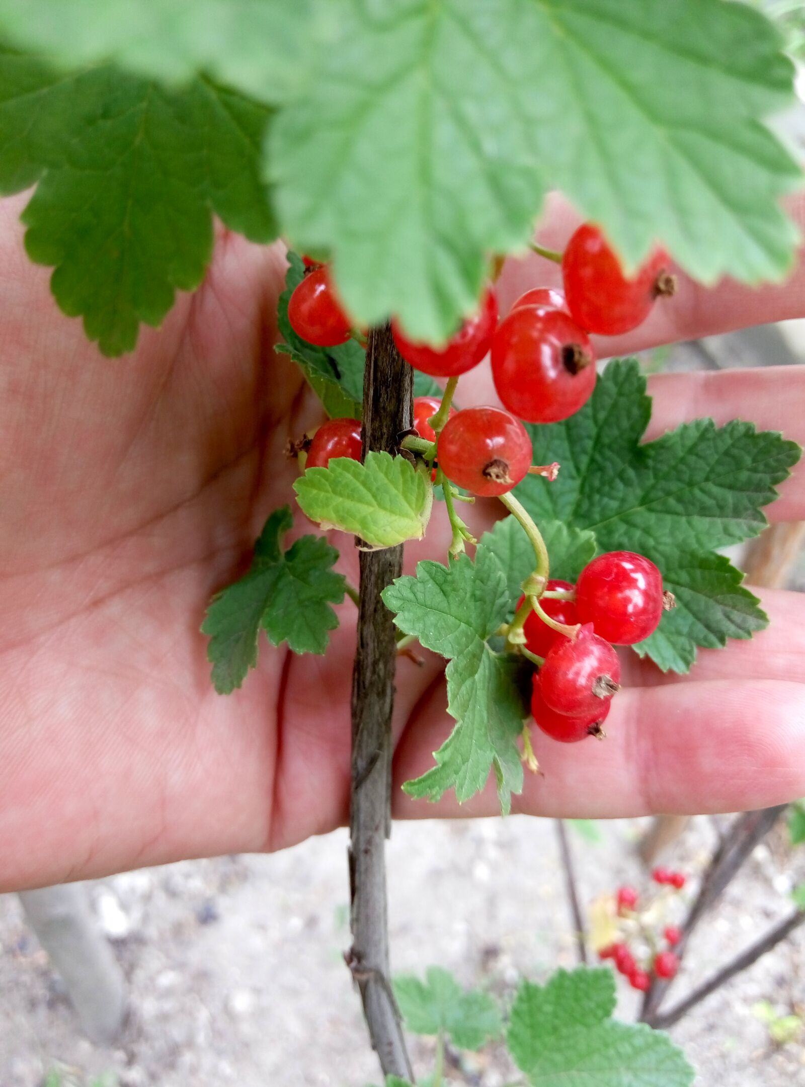 Meizu m2 note sample photo. Red currant, currant, berry photography