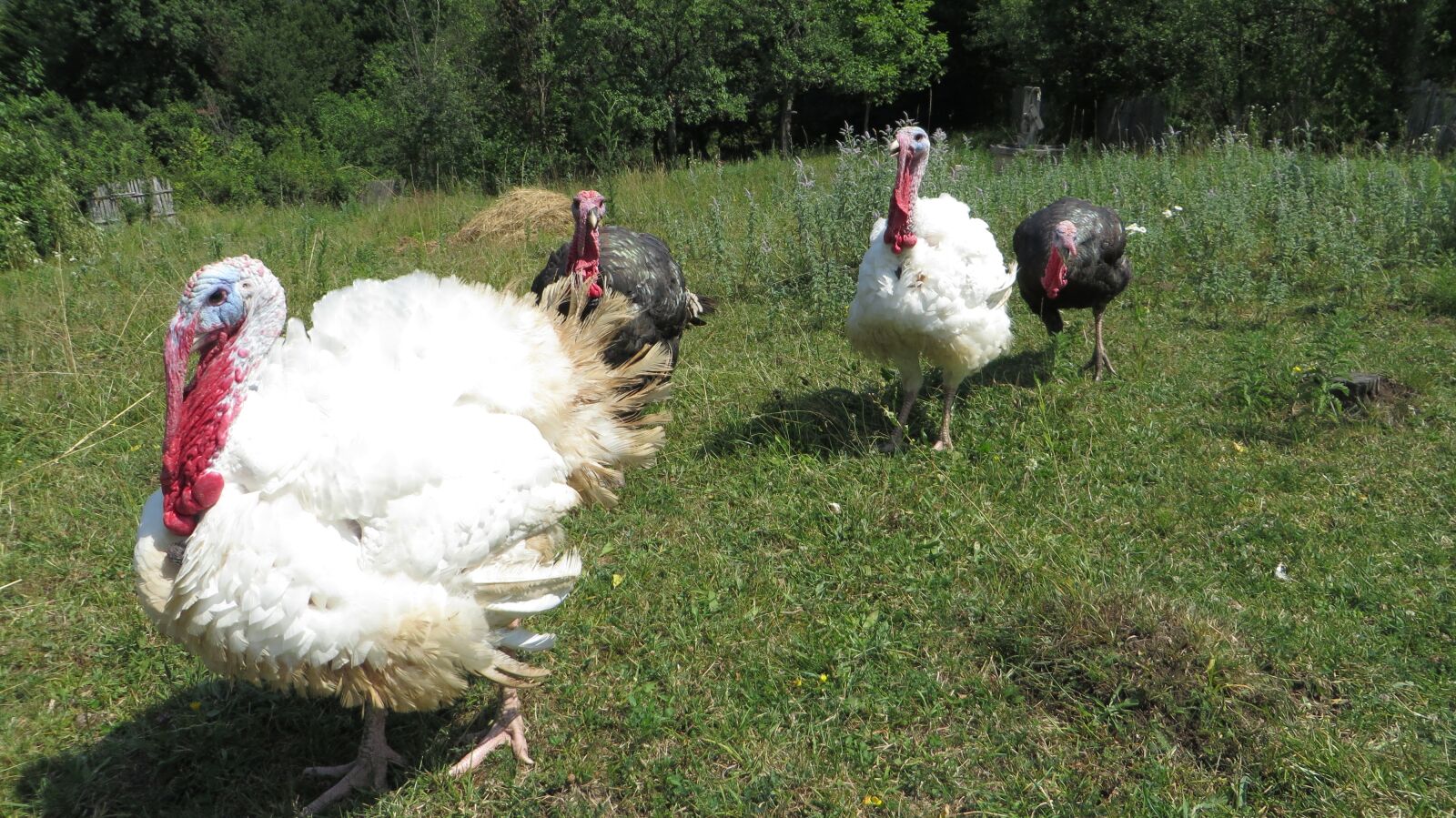 Canon PowerShot SX280 HS sample photo. Turkeys, meal, traditional photography