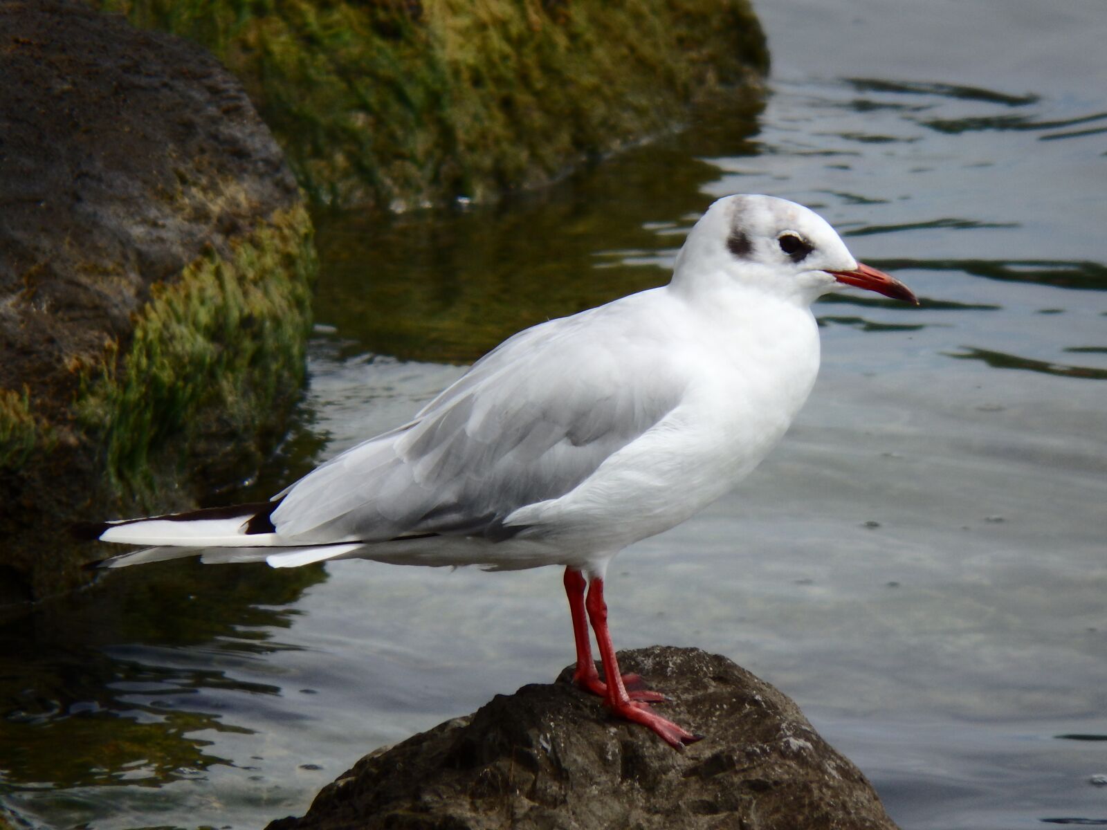 Olympus SP-100EE sample photo. Seagull, bird, sea photography