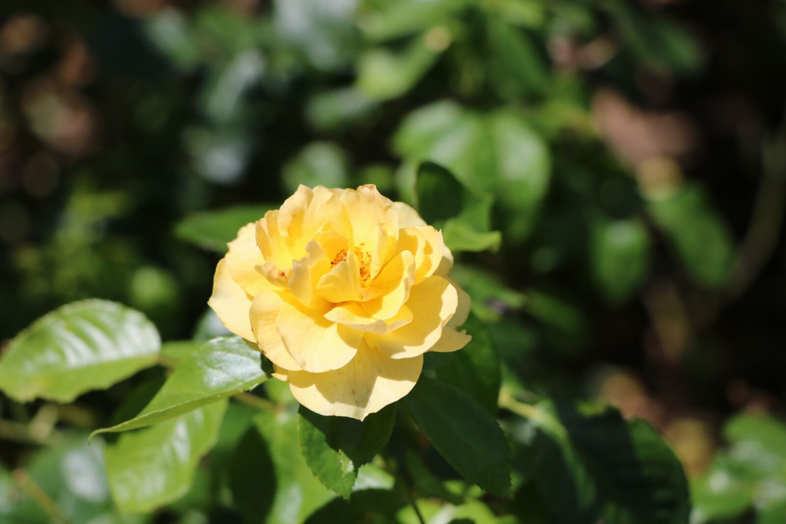 Canon EOS 760D (EOS Rebel T6s / EOS 8000D) sample photo. Flower, rose, foliage photography