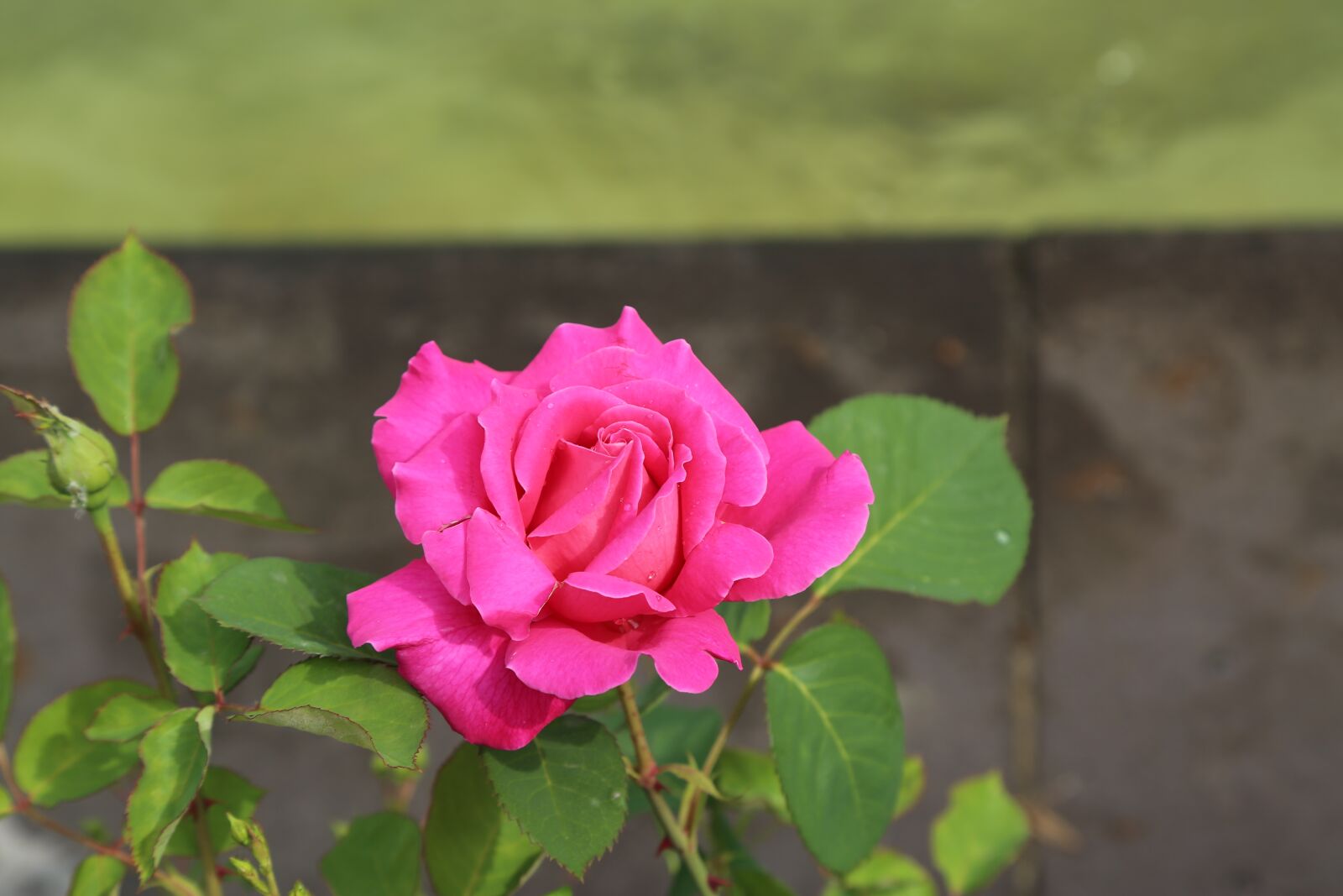 Canon EOS 5D Mark III sample photo. Rose, spring, pink roses photography