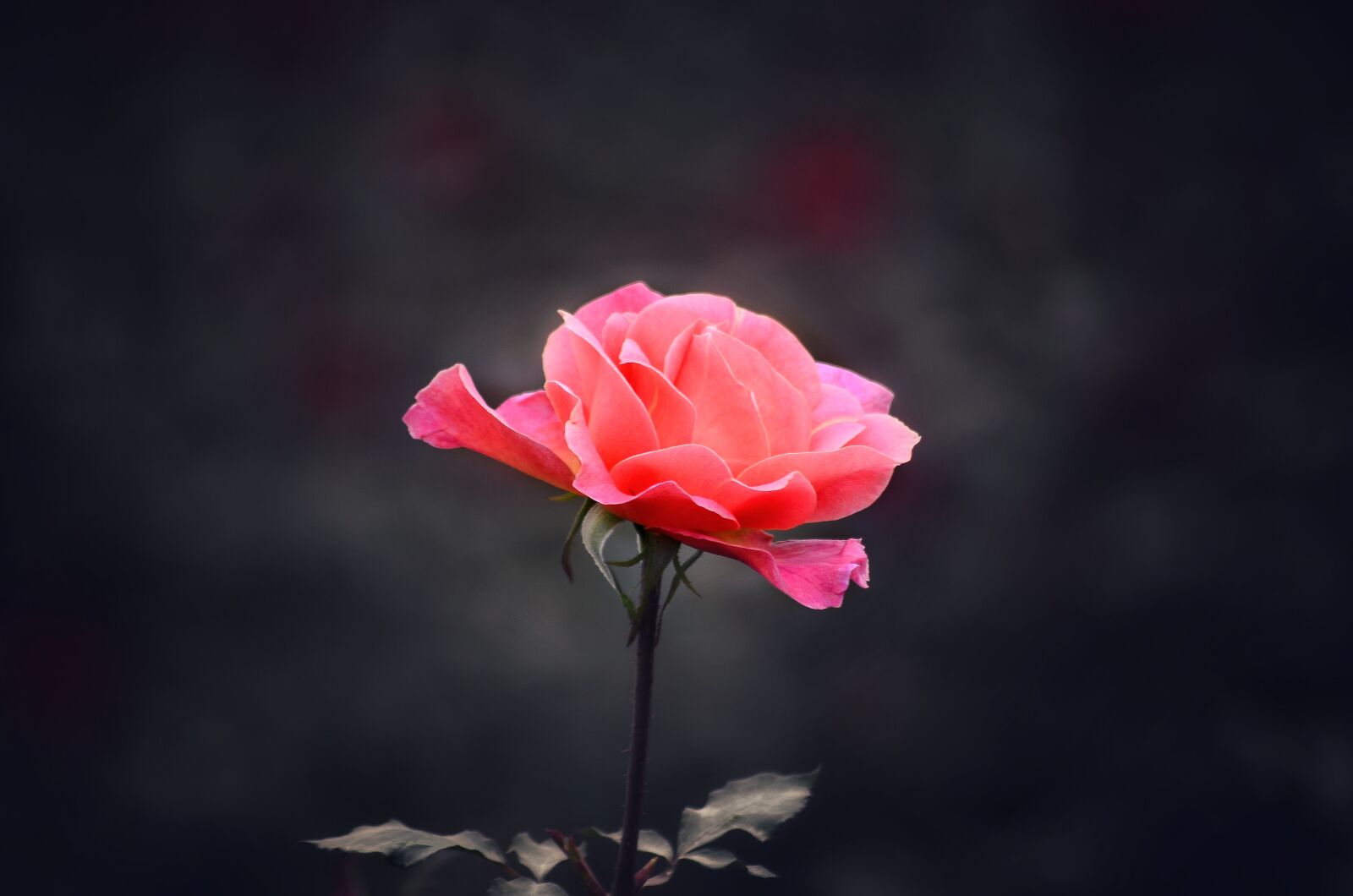 Nikon D5100 sample photo. Pink, beautiful, rose photography