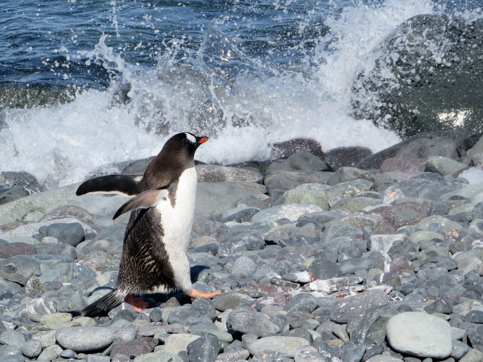 Canon PowerShot SX540 HS sample photo. Antarctica, donkey penguin, penguin photography