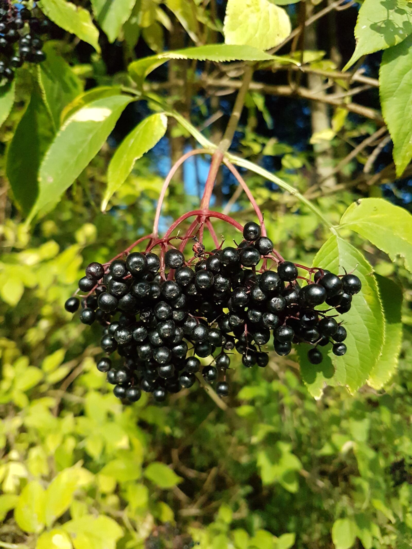 Samsung Galaxy S7 sample photo. Elder, leaves, berries photography