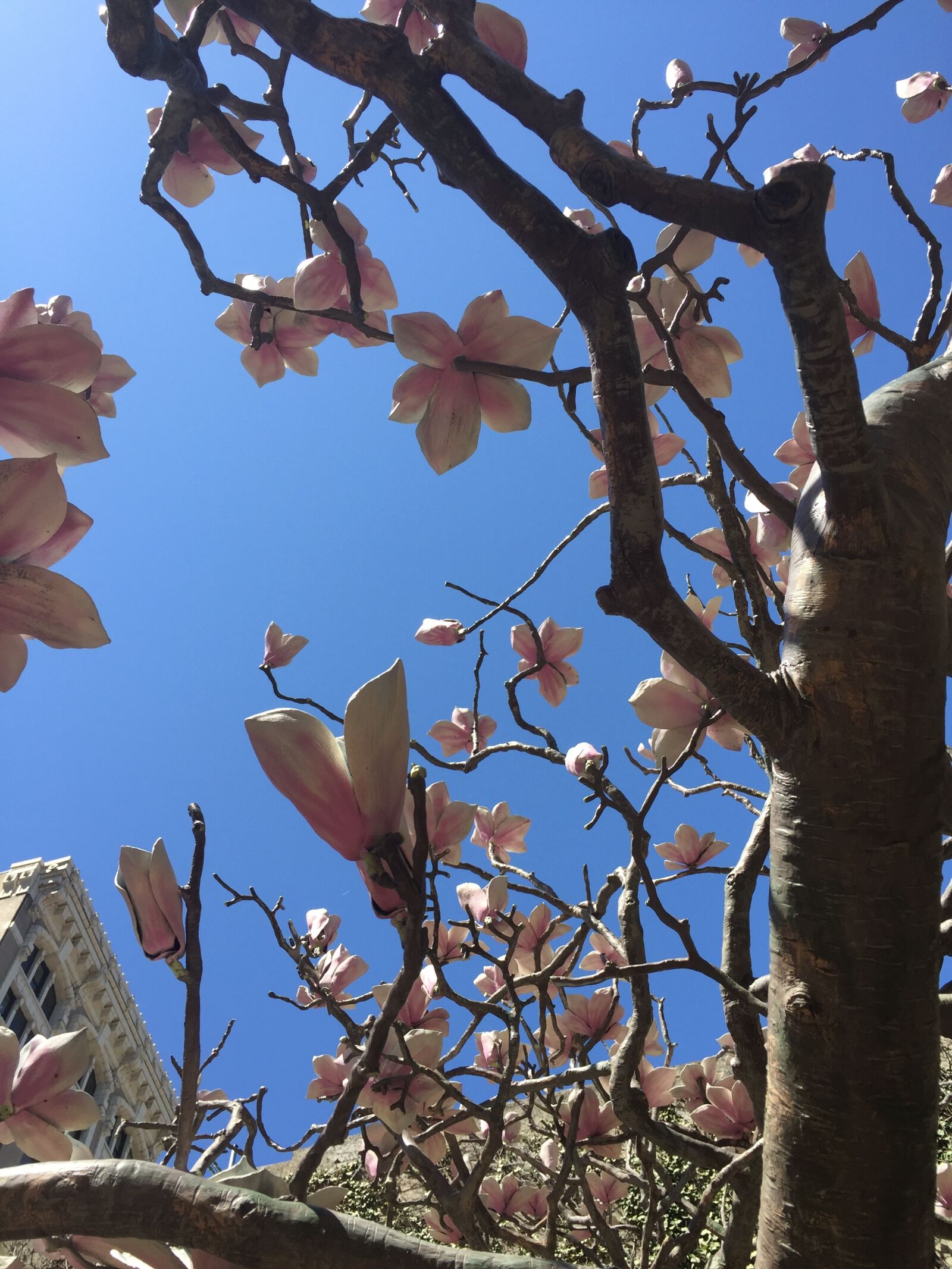 Apple iPhone 6 sample photo. Buildings, depth, flowers, sky photography