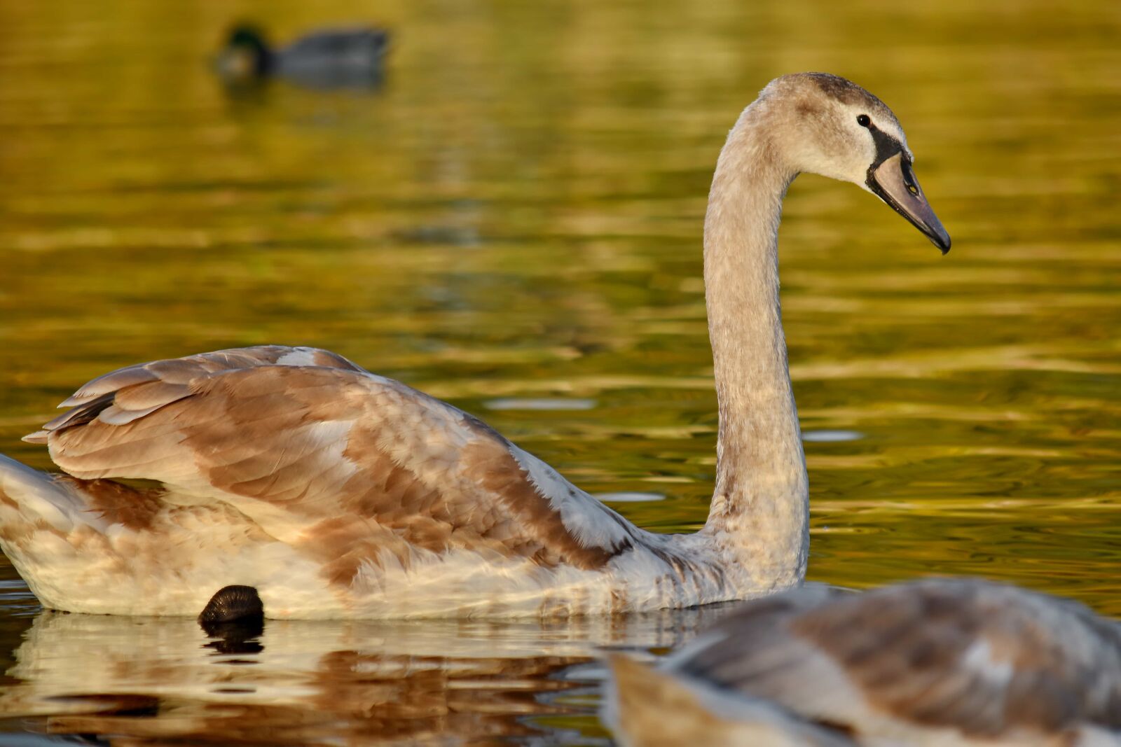 Nikon D5500 sample photo. Light brown, ornithology, swan photography