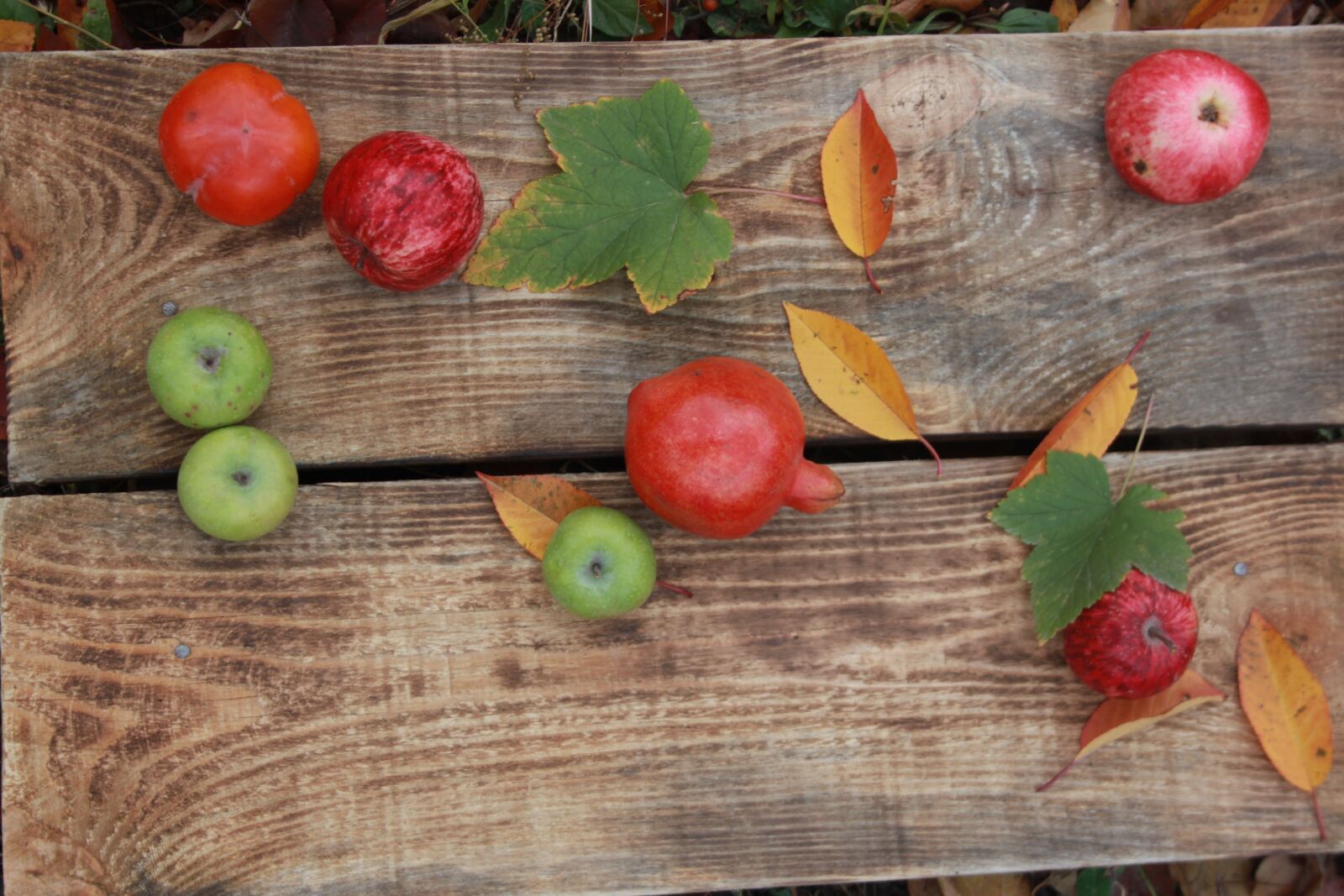 Canon EOS 500D (EOS Rebel T1i / EOS Kiss X3) sample photo. Apples, fruit, apple photography