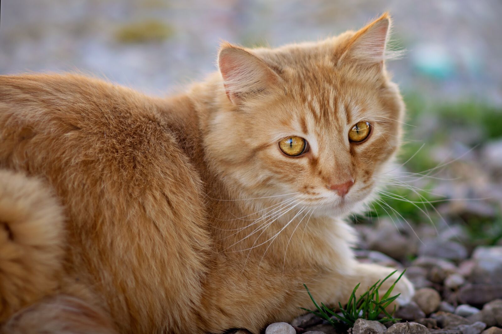 Nikon D7200 sample photo. Cute, animal, fur photography
