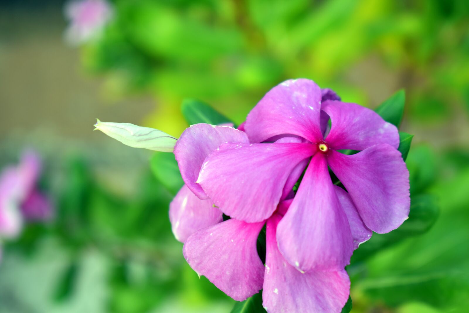 Nikon D5600 sample photo. Periwinkle, flower, bud photography