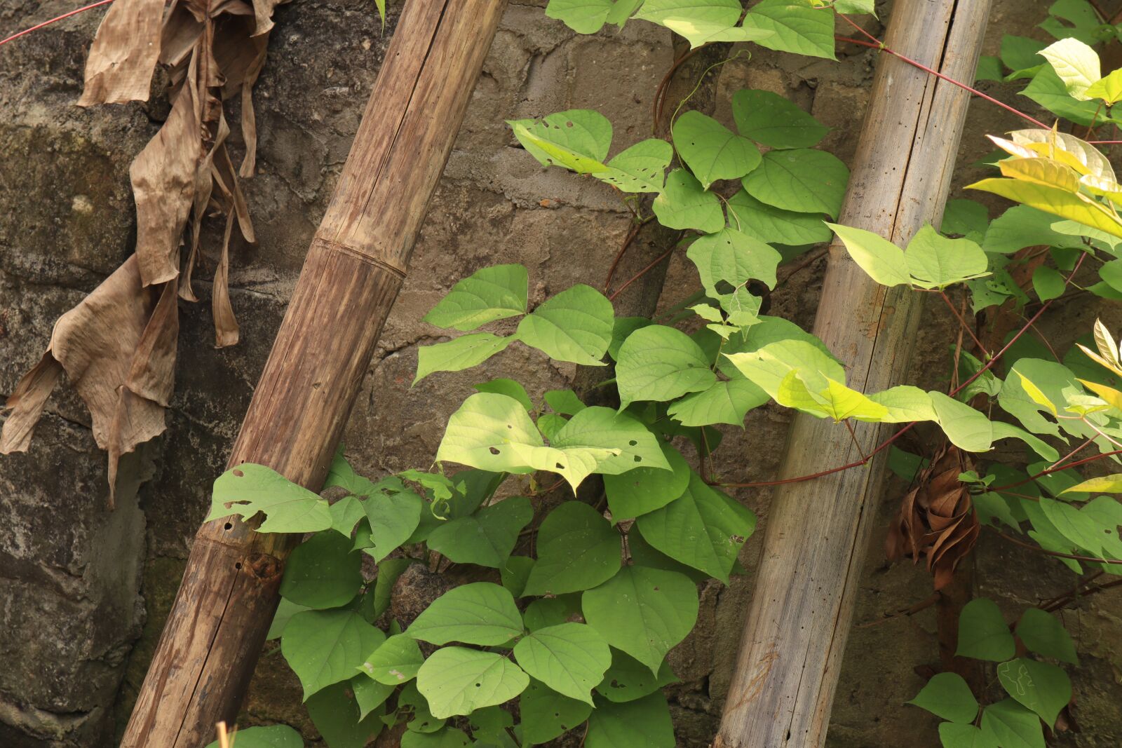 Canon EOS M50 (EOS Kiss M) sample photo. The leaves, wall, tree photography