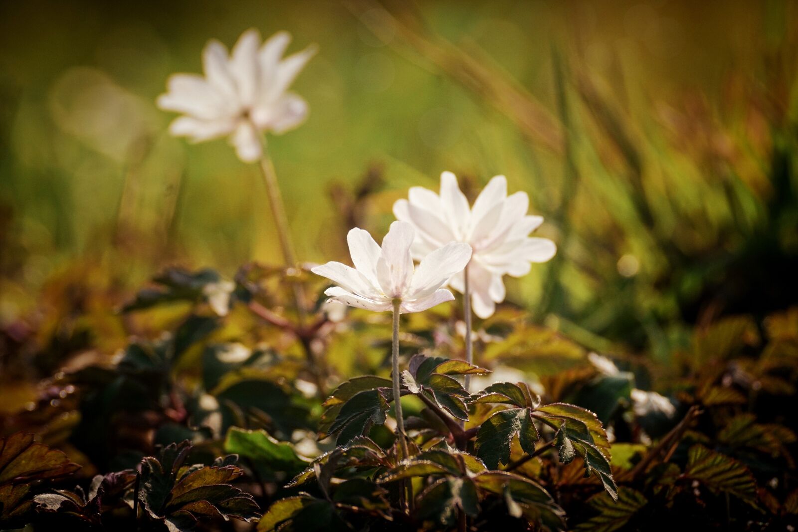 Sony DT 55-300mm F4.5-5.6 SAM sample photo. Wood anemone, forest, nature photography