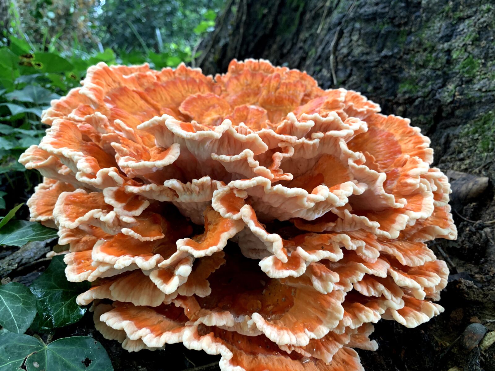 iPhone XR back camera 4.25mm f/1.8 sample photo. Chicken-of-the-woods, fungi, mushroom photography