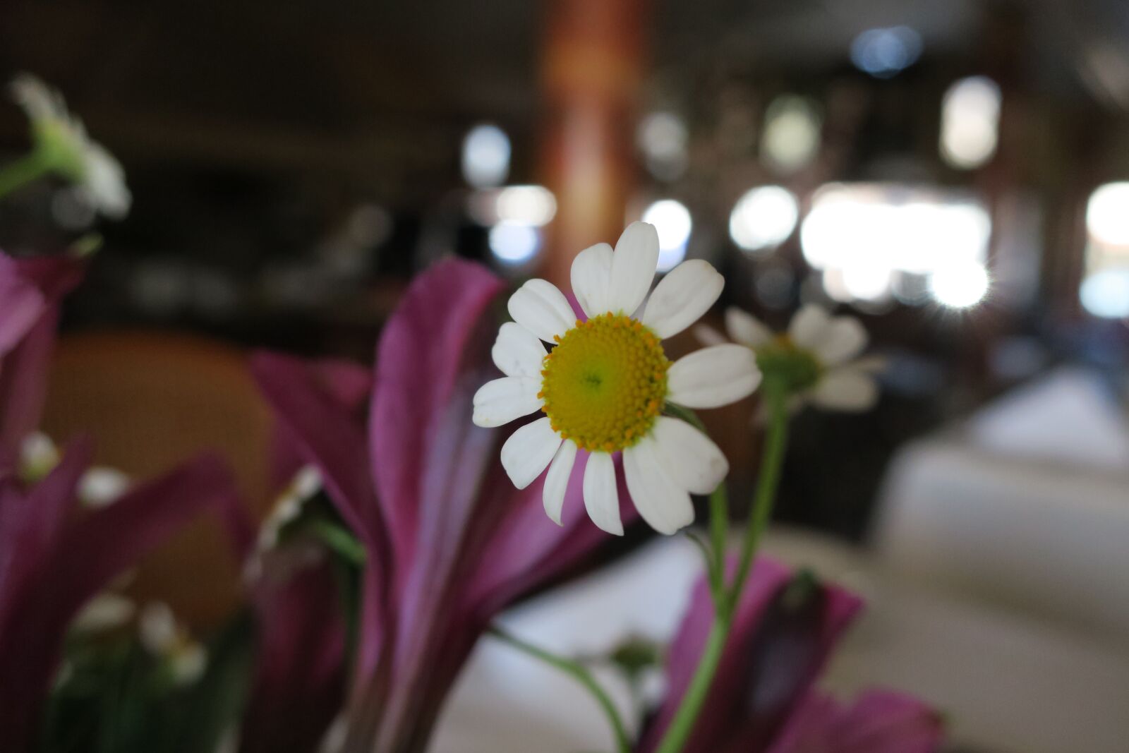 Canon PowerShot G9 X sample photo. Daisy, flower, white photography