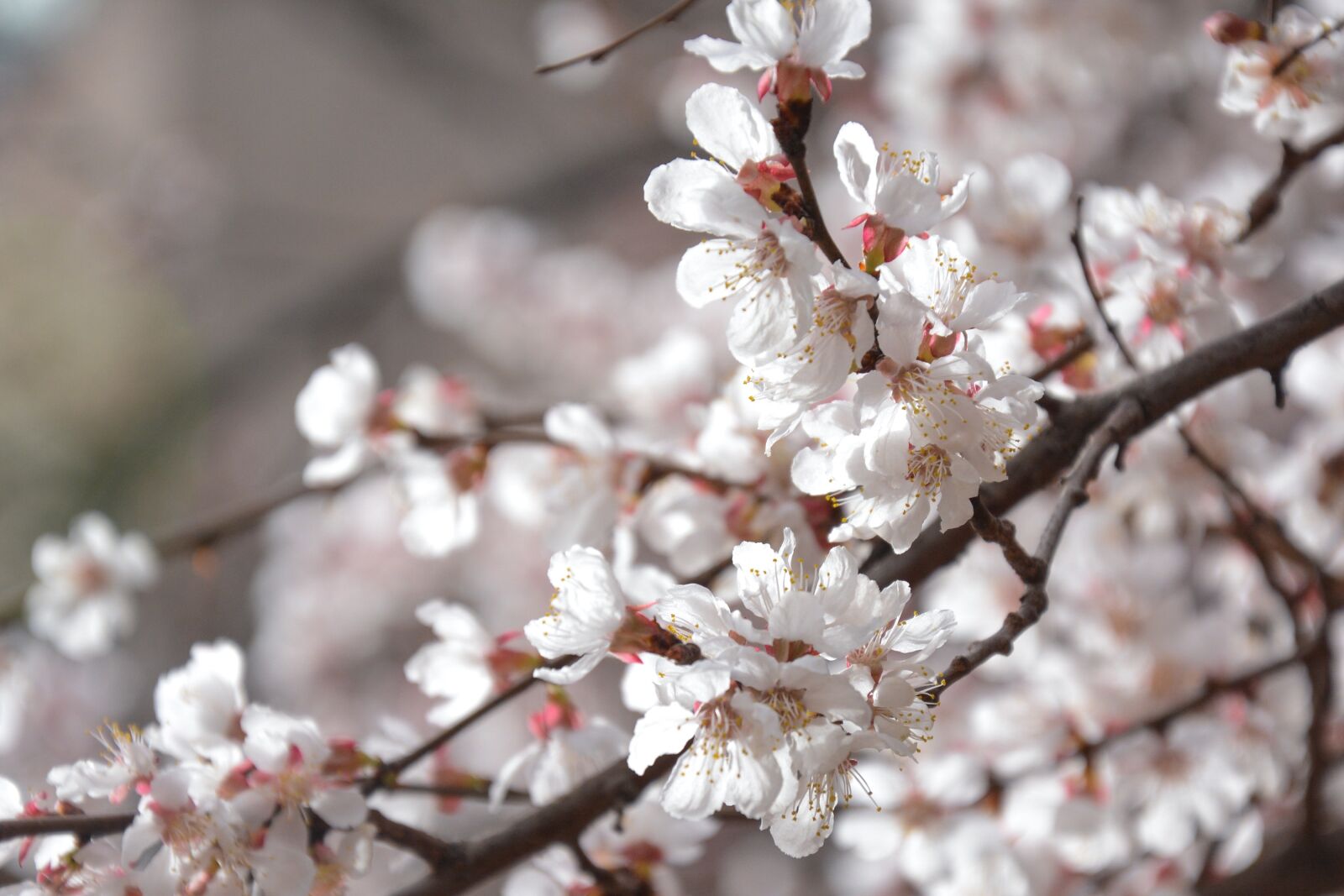 Nikon D7100 sample photo. Flower, peach blossom, spring photography