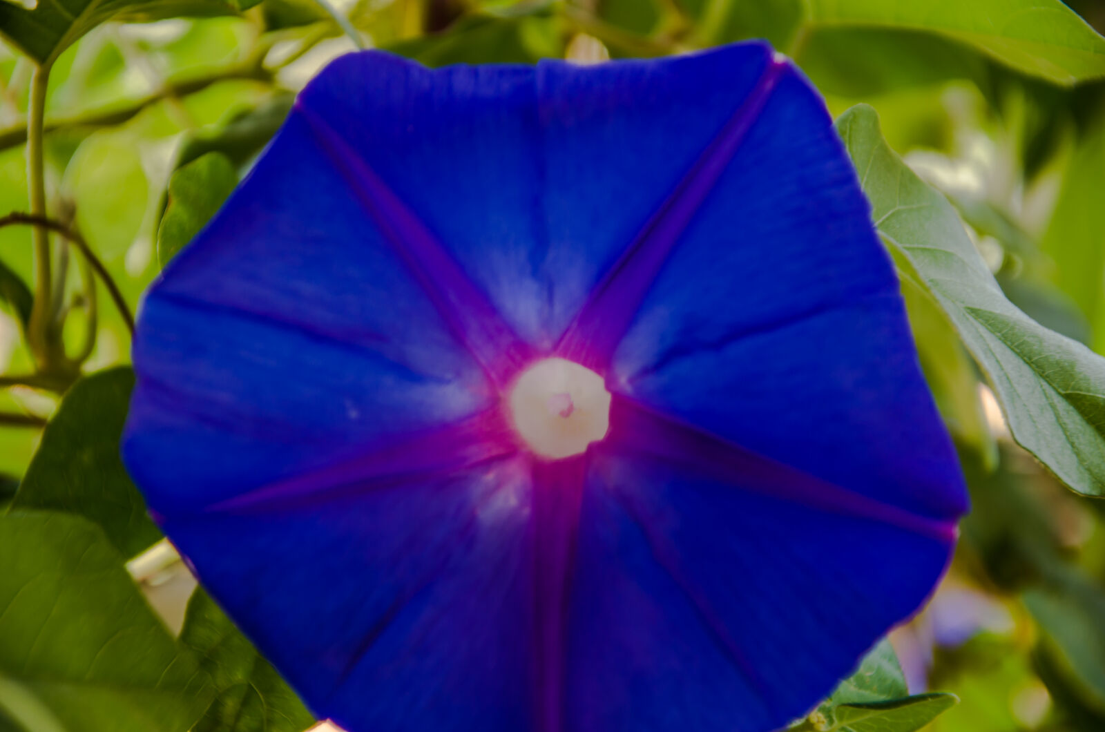 Nikon D5100 sample photo