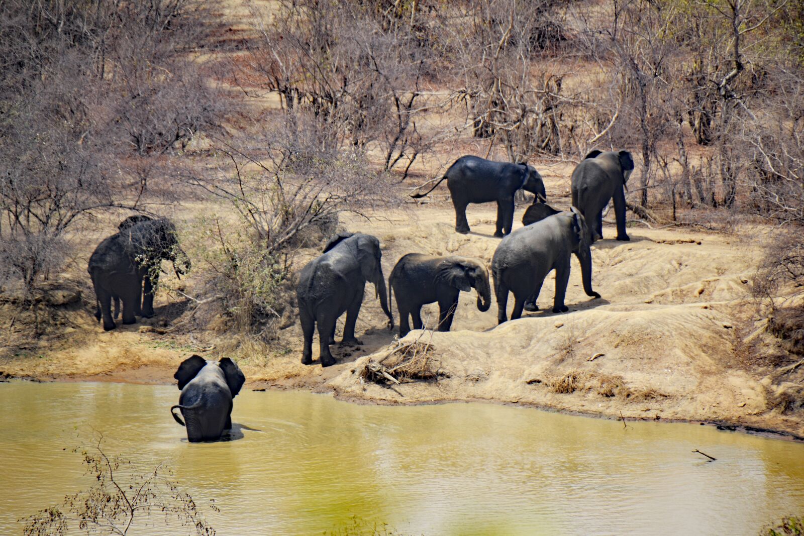 Nikon D3100 sample photo. Mole national park, ghana photography