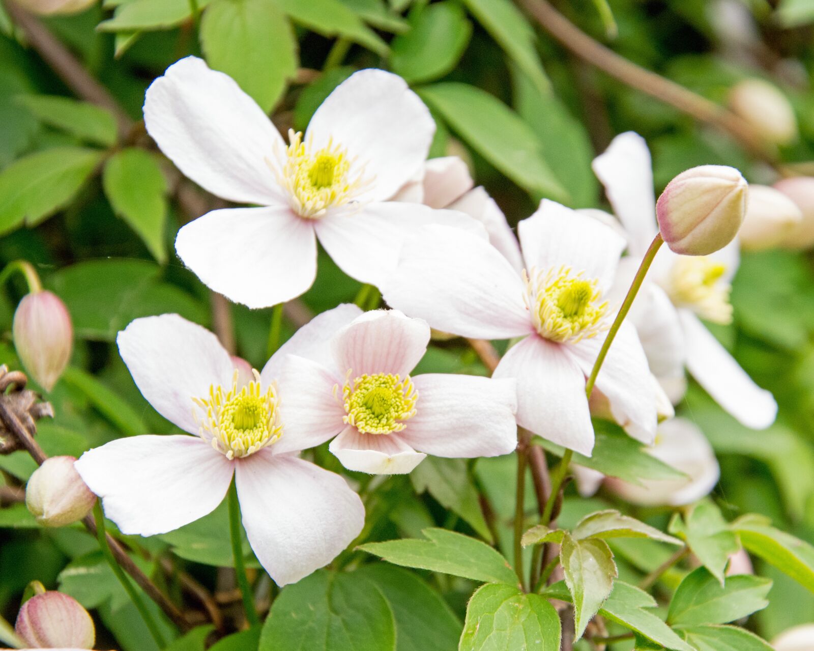 Nikon D7100 sample photo. Clematis, flower, real clematis photography