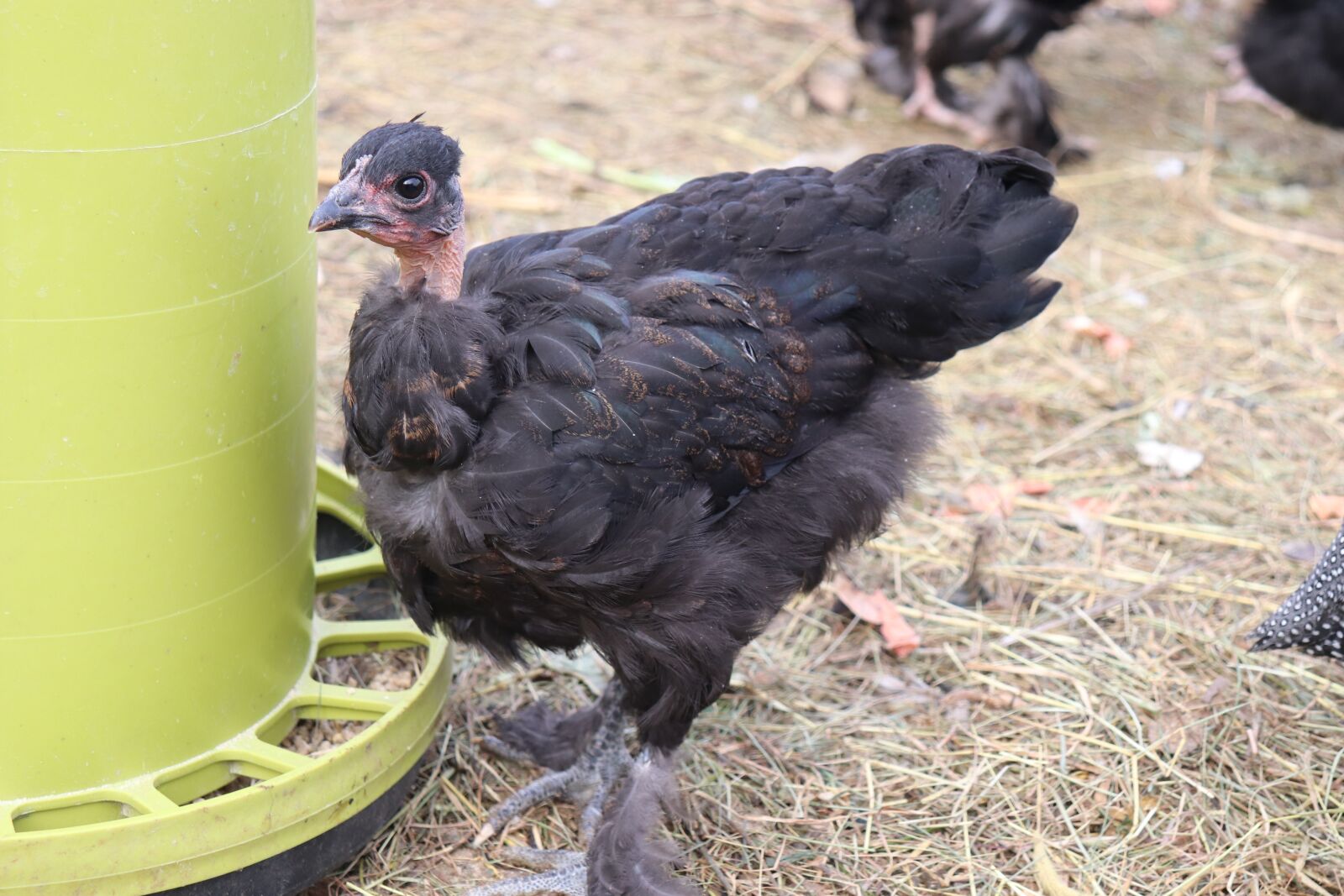 Canon EOS 200D (EOS Rebel SL2 / EOS Kiss X9) sample photo. Chicken, breed, ornament photography