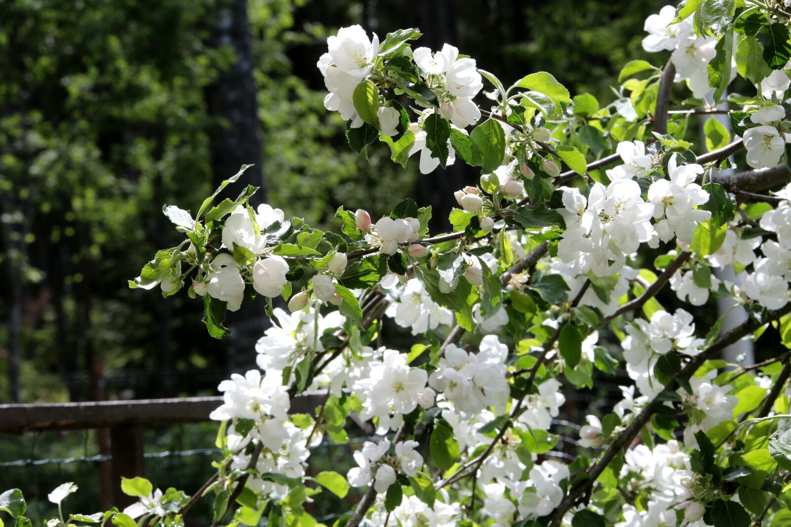 Canon EOS 6D + Canon EF 28-300mm F3.5-5.6L IS USM sample photo. Apple tree, spring, flower photography