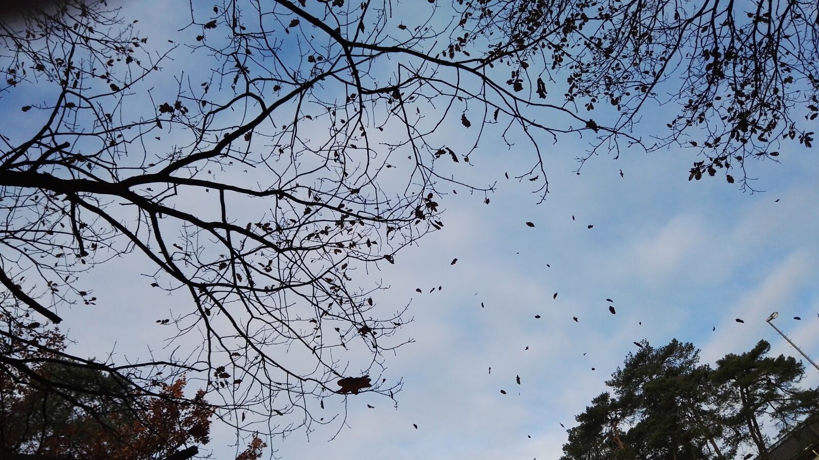 HUAWEI GRA-L09 sample photo. Leaves, sky, trees photography