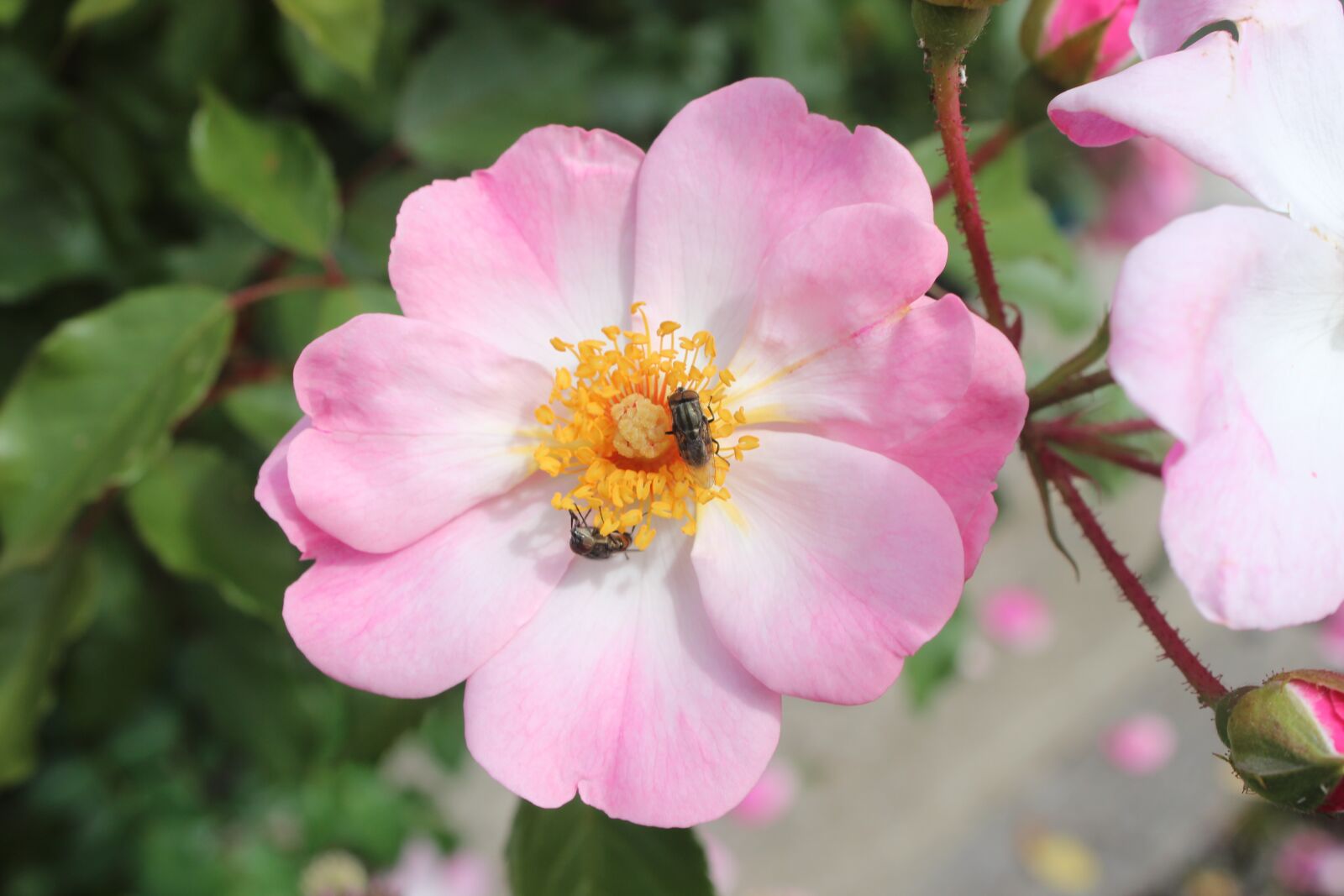 Canon EOS 600D (Rebel EOS T3i / EOS Kiss X5) sample photo. Flower, bee, pink photography