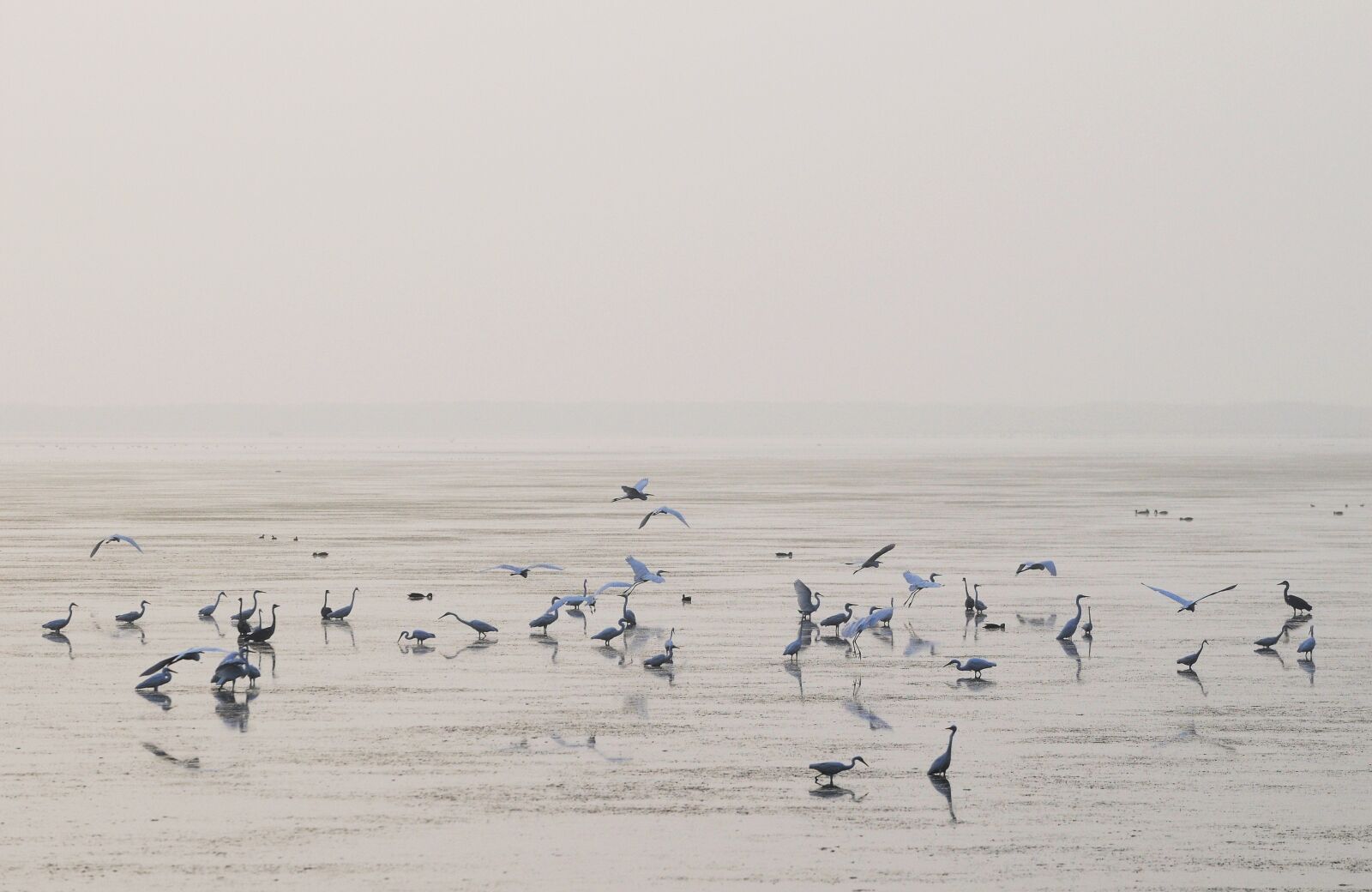 Nikon D300 sample photo. Morning, paradise, birds photography