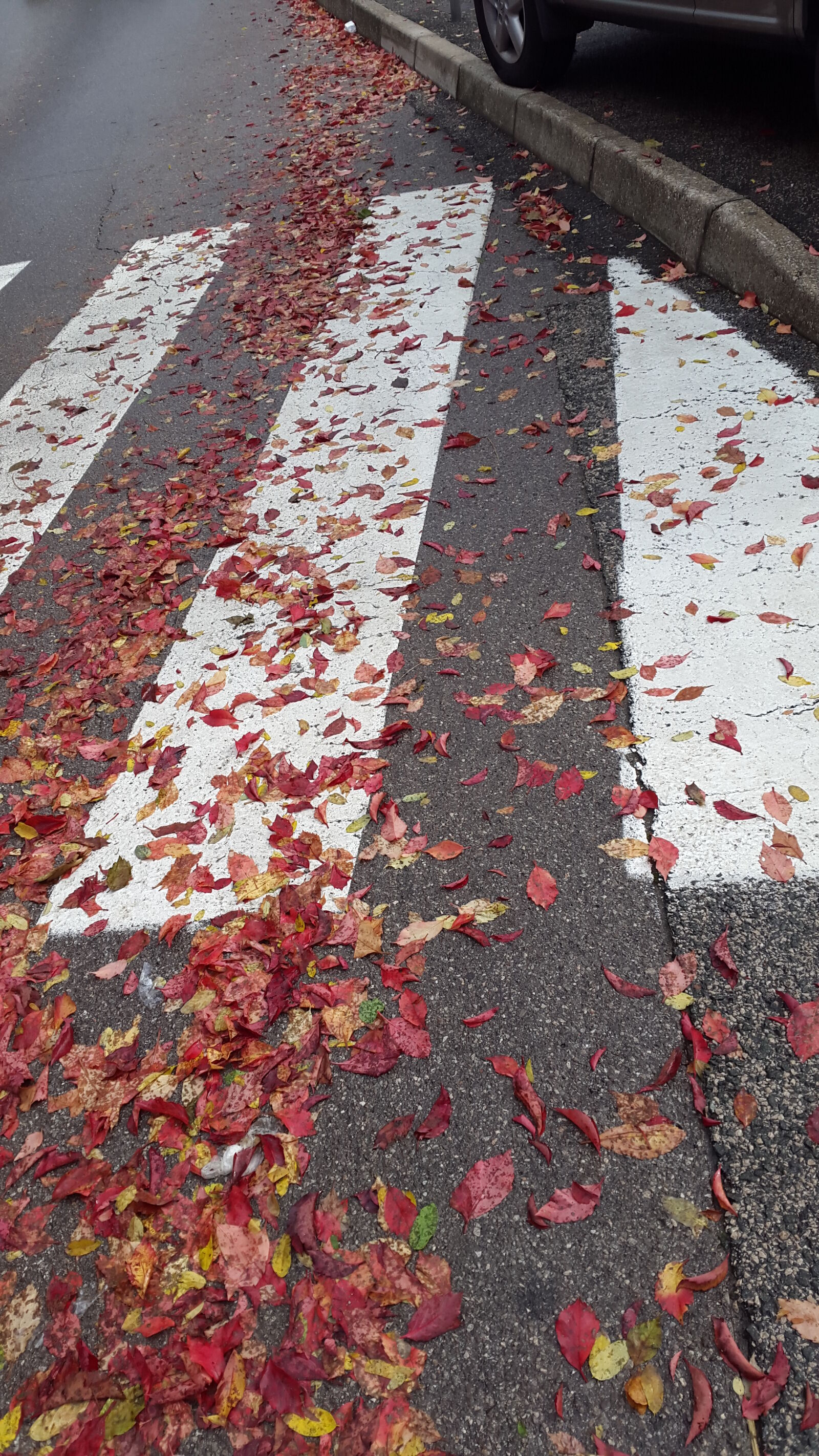 Samsung Galaxy Alpha sample photo. Fall, red, leaves, road photography