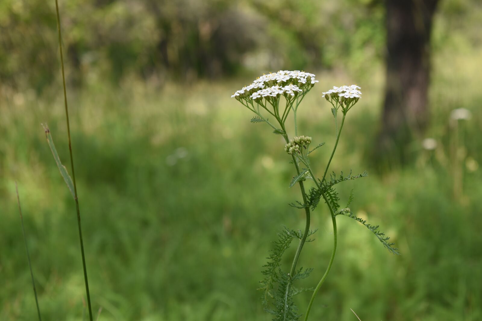 Nikon D3500 sample photo. Plants, green, yarrow photography