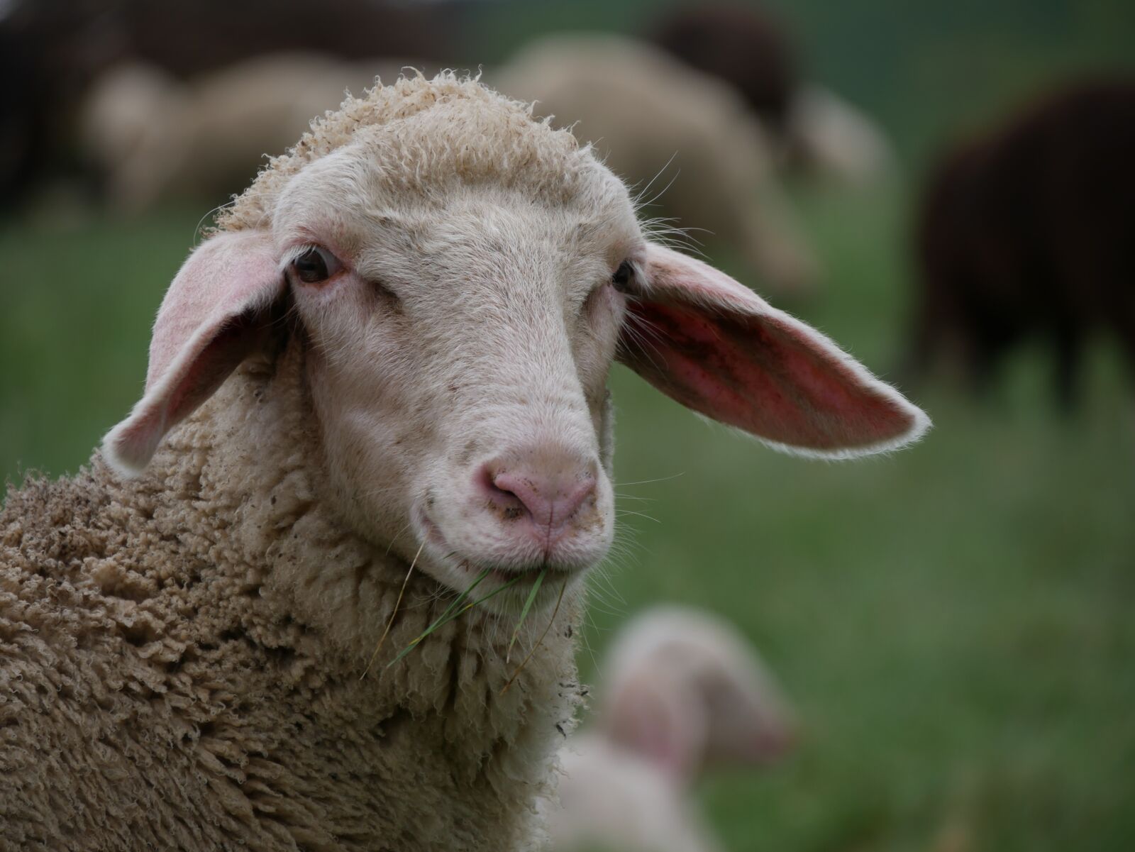 Panasonic DMC-G70 sample photo. Sheep, pasture, livestock photography