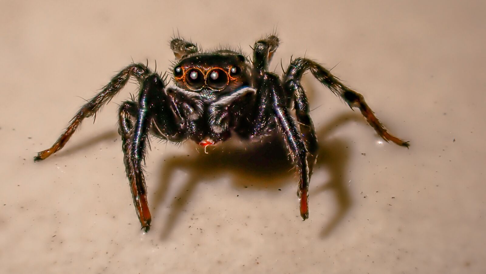 Olympus TG-6 sample photo. Spider, jumping spider, toxic photography