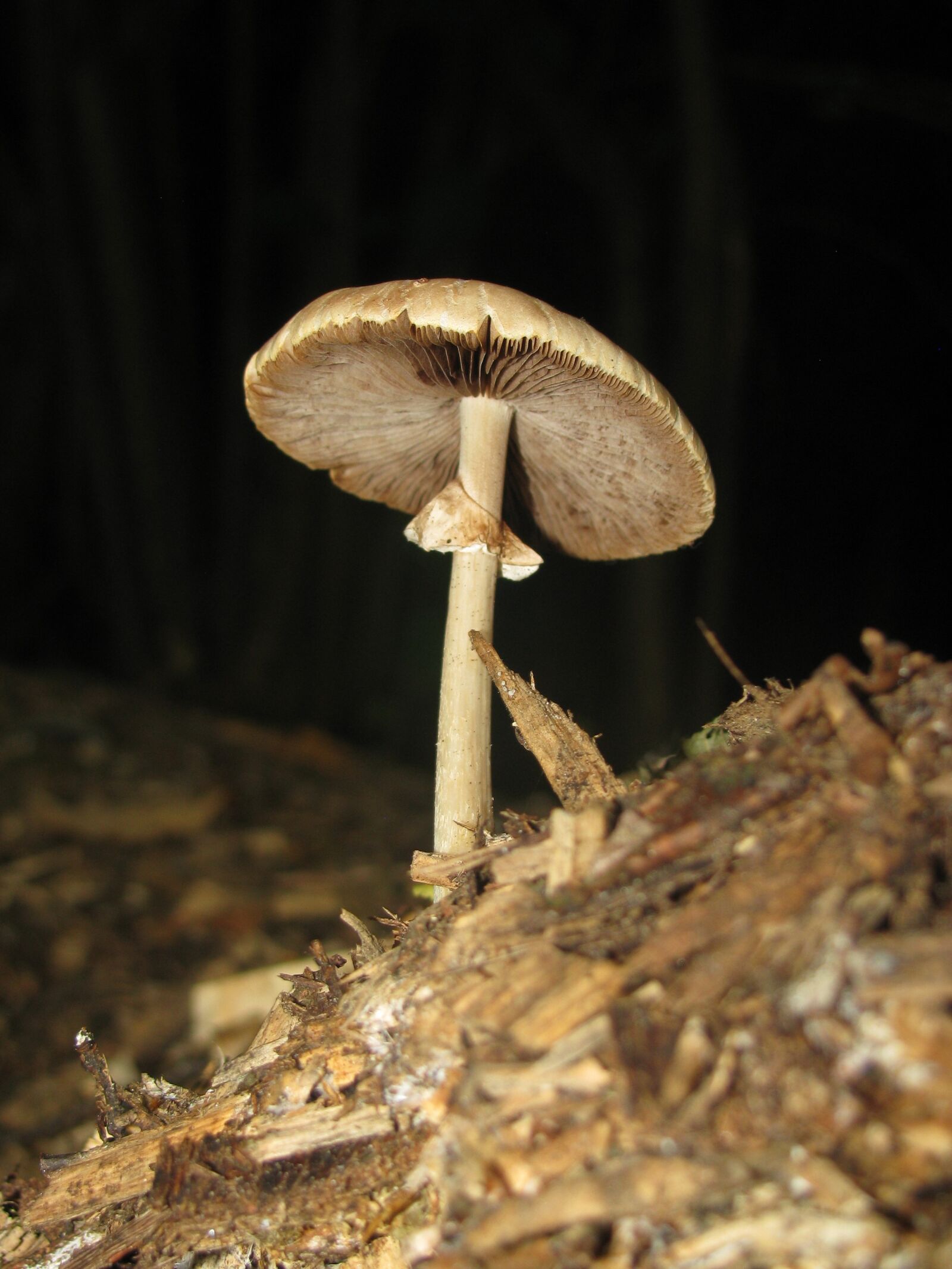 Canon POWERSHOT SX100 IS sample photo. Autumn, forest, mushrooms photography